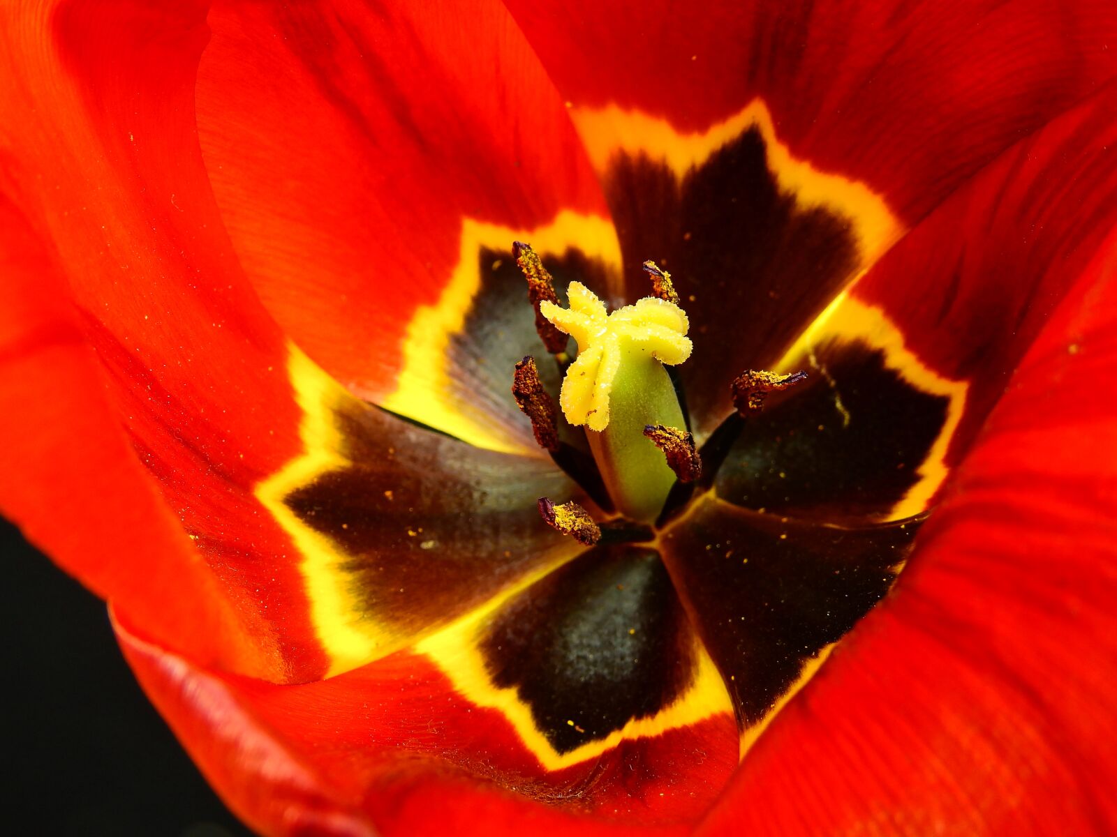 Nikon Coolpix P900 sample photo. Flower, blossom, bloom photography