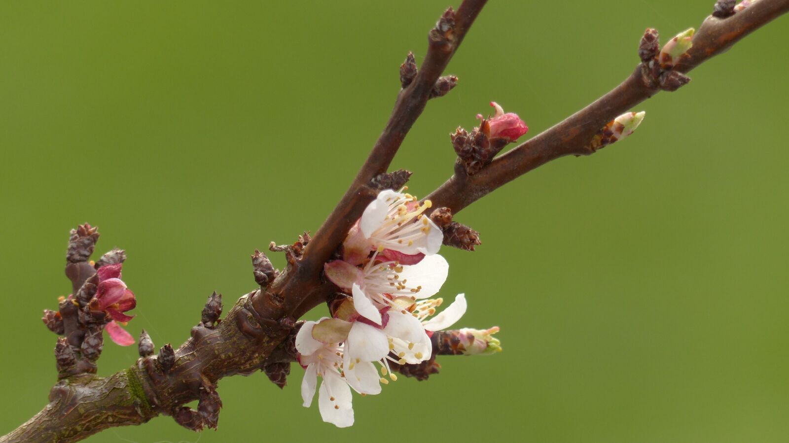 Panasonic Lumix DMC-FZ200 sample photo. Apricot, blossom, bloom photography