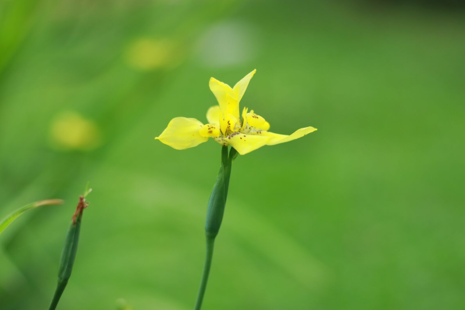 Canon EF 50mm F1.8 STM sample photo. Green, nature, bloom photography
