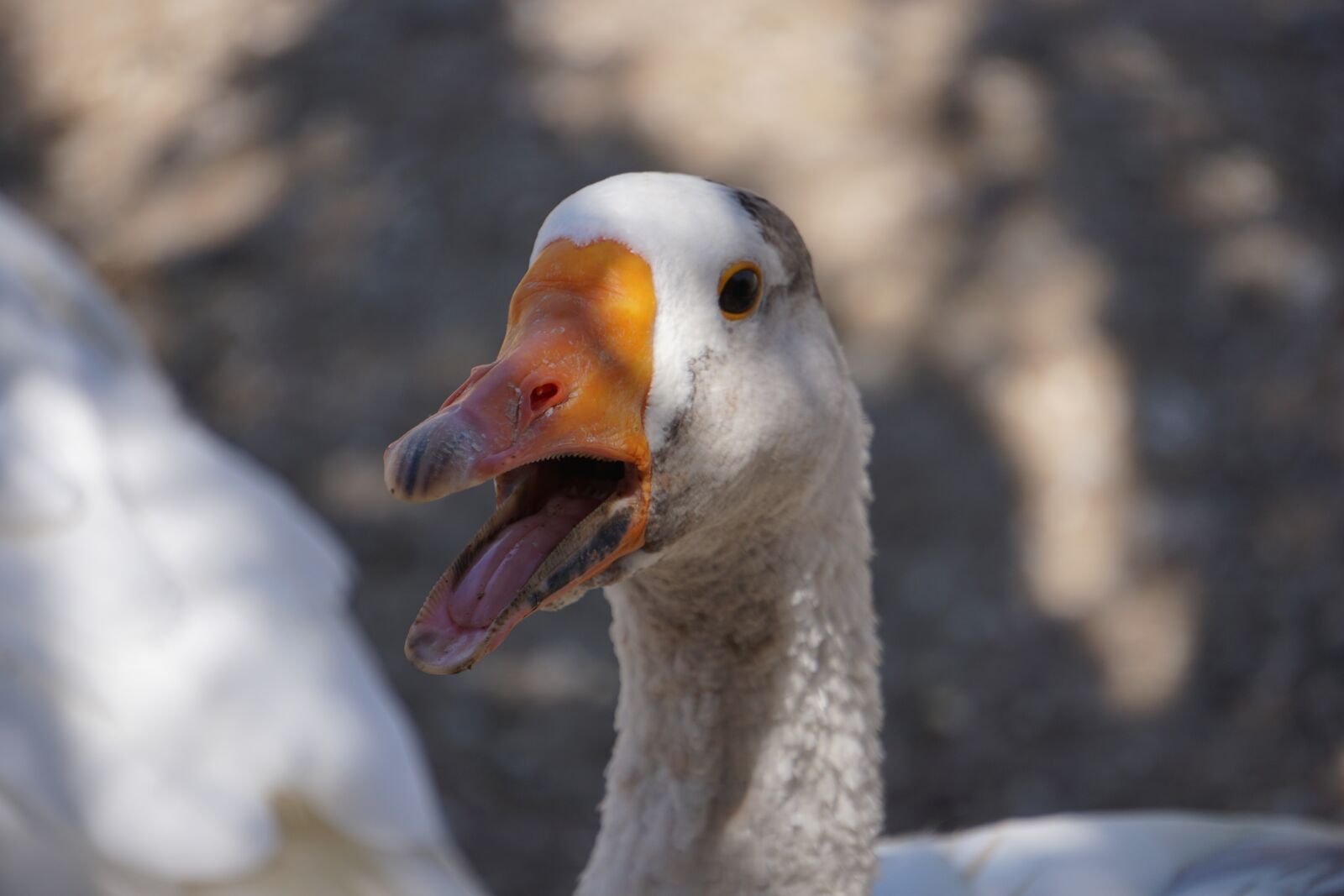 Sony a6000 sample photo. Goose, bird, nature photography