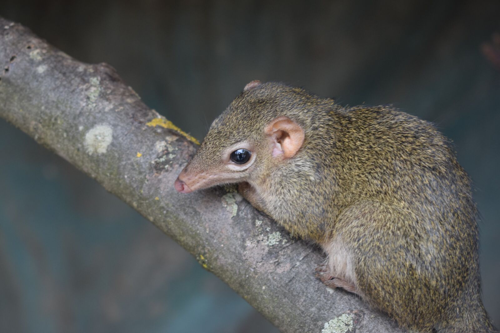 Nikon D3300 sample photo. Blackpool, blackpool zoo, mammal photography