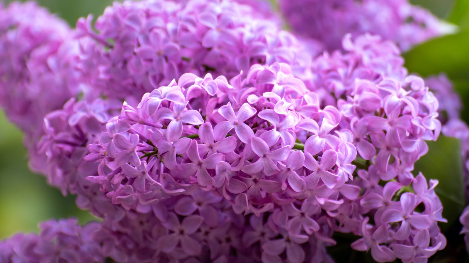 Sony a6500 sample photo. Lilacs, flowers, spring photography