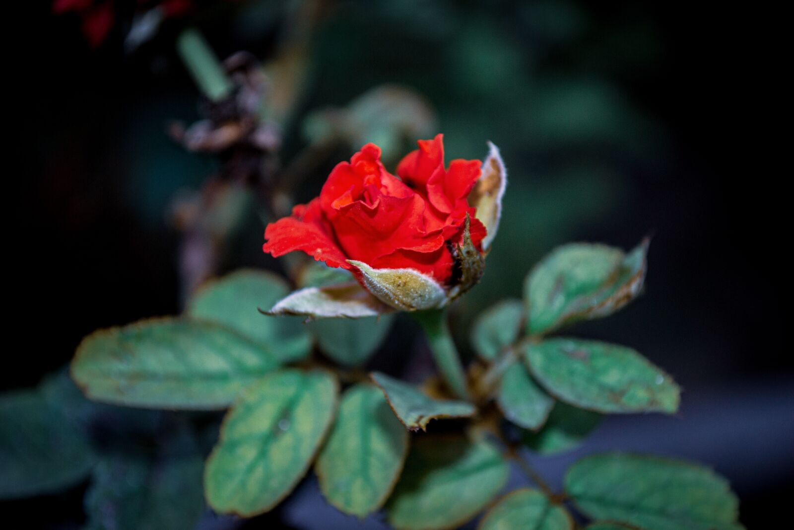 Nikon D3100 sample photo. Rose, flower, petals photography