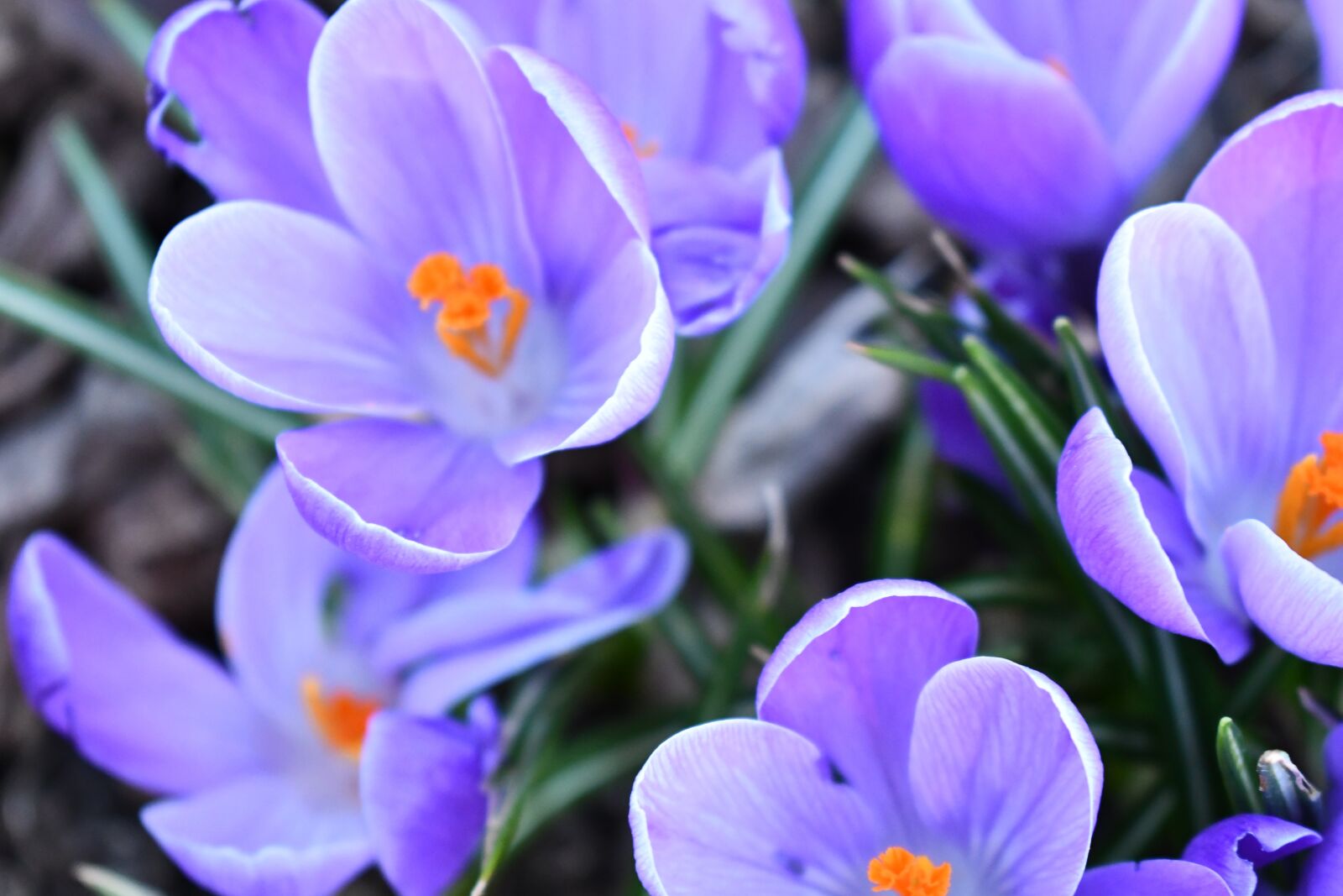 Nikon D7500 sample photo. Purple, nature, blossom photography
