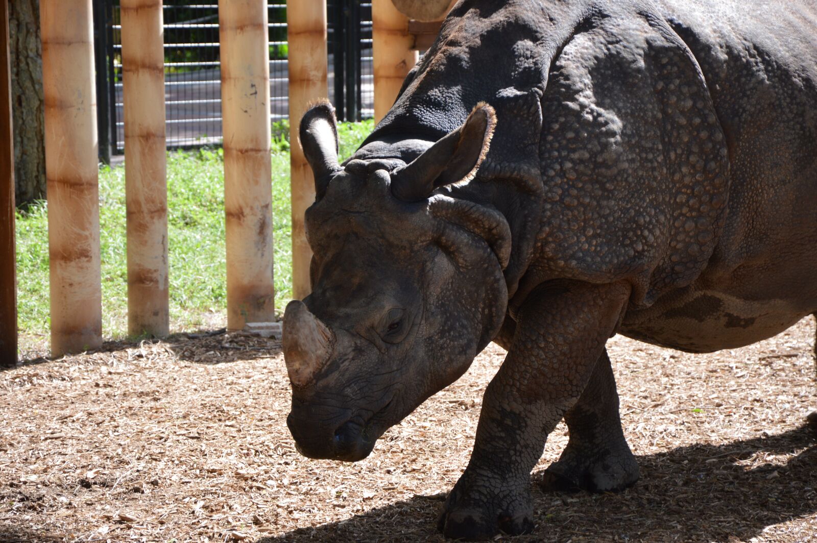 Nikon D3200 sample photo. Rhino, nature, zoo photography