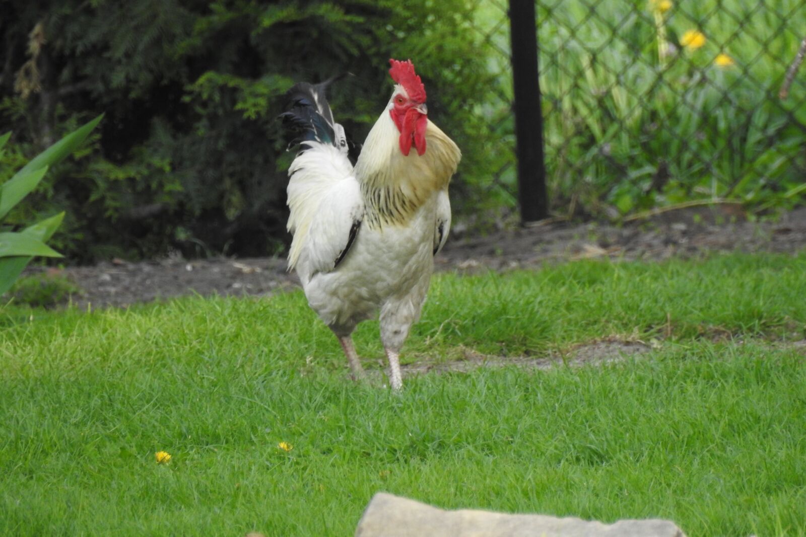 Nikon Coolpix P900 sample photo. Lawn, nature, birds photography