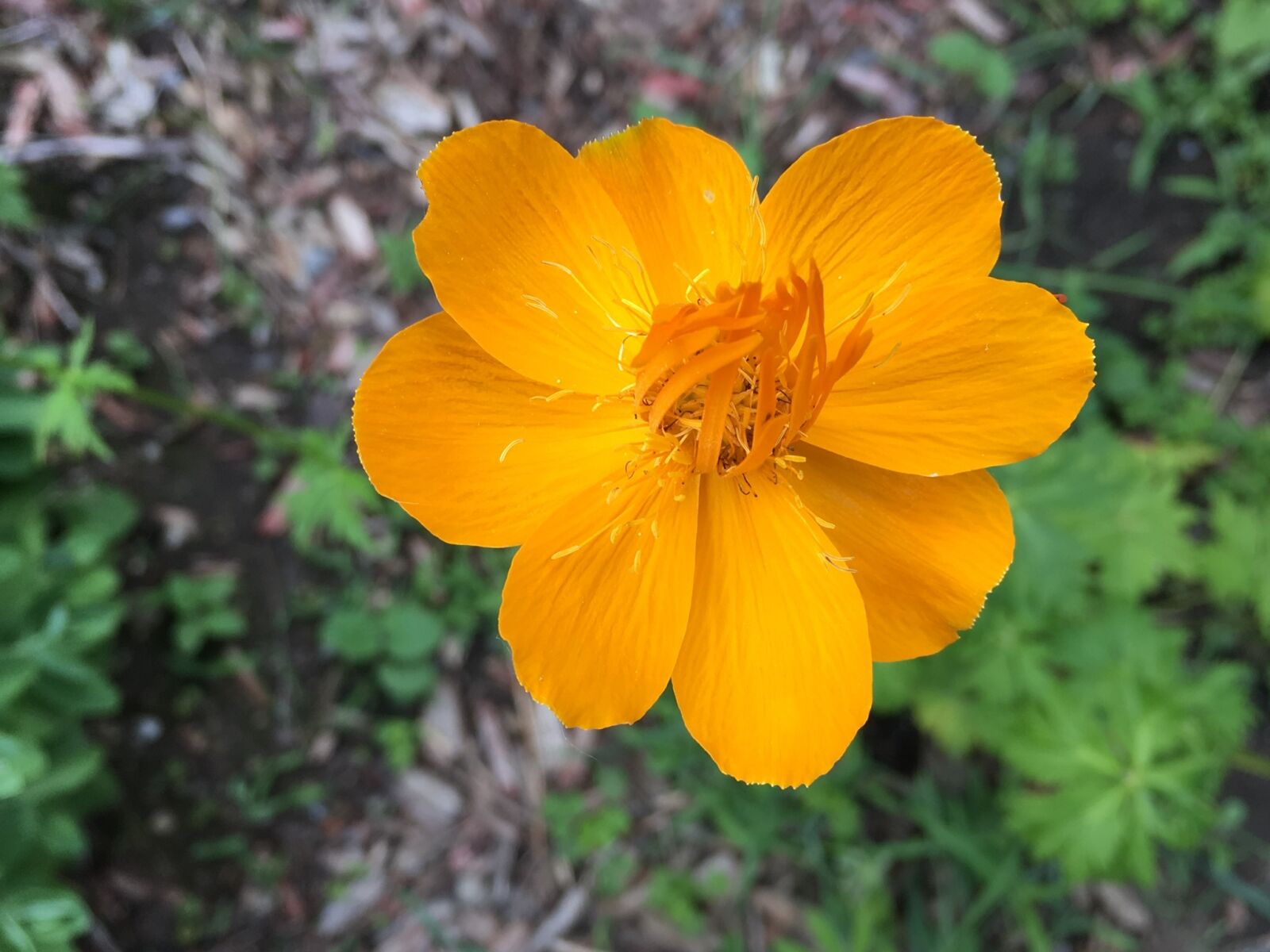 Apple iPhone 6s sample photo. Flower, orange, blossom photography