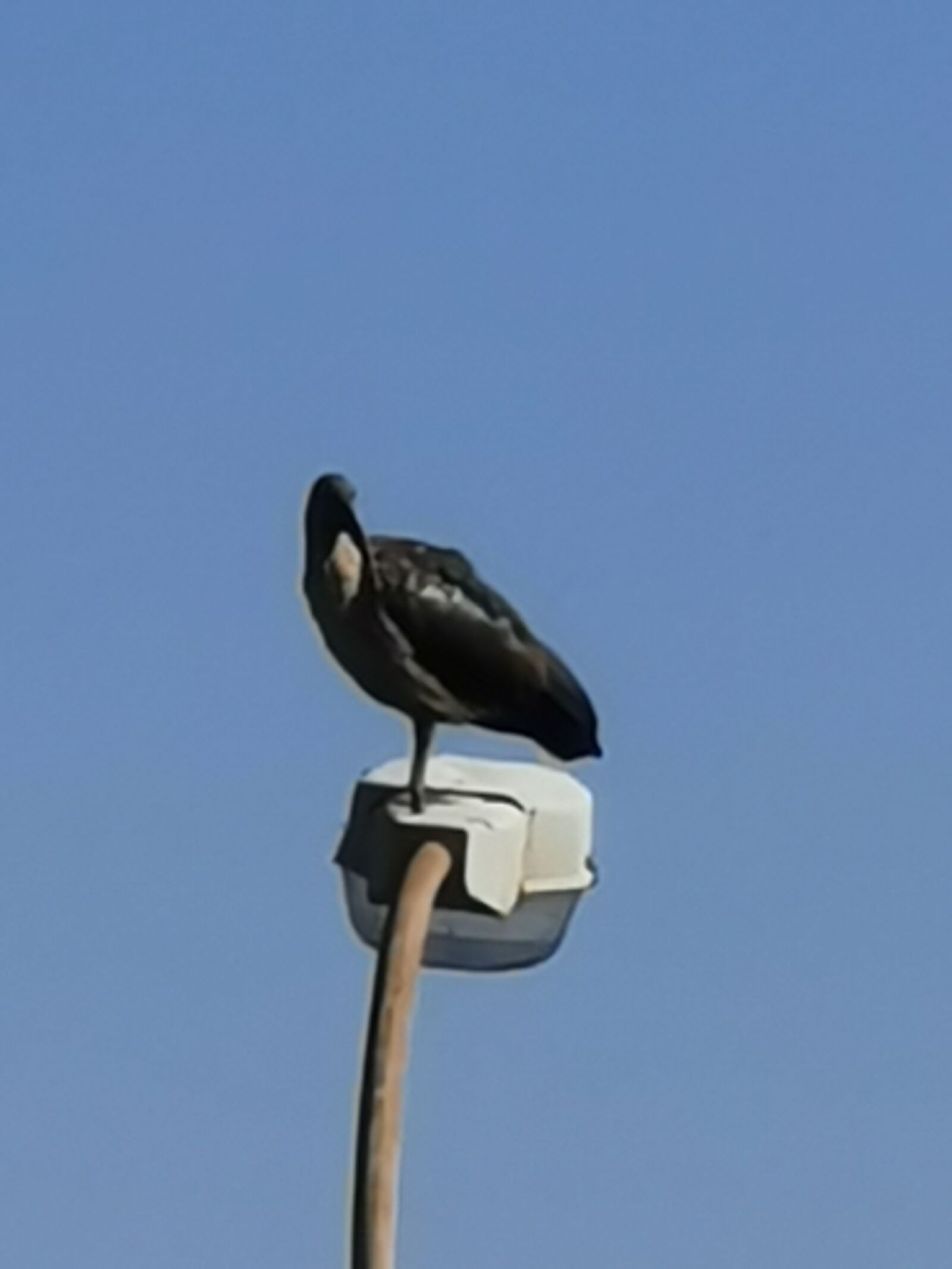 HUAWEI P30 Pro sample photo. Big bird, street lamp photography