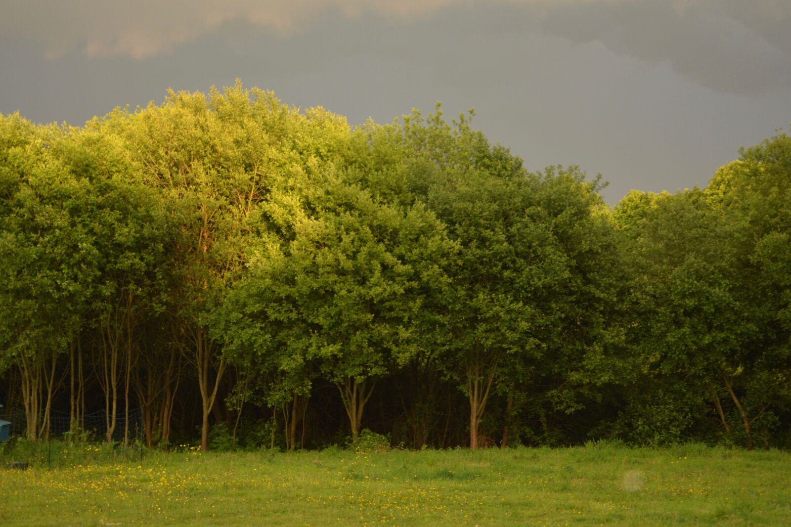 Nikon D5200 sample photo. Tree, tree storm, landscape photography