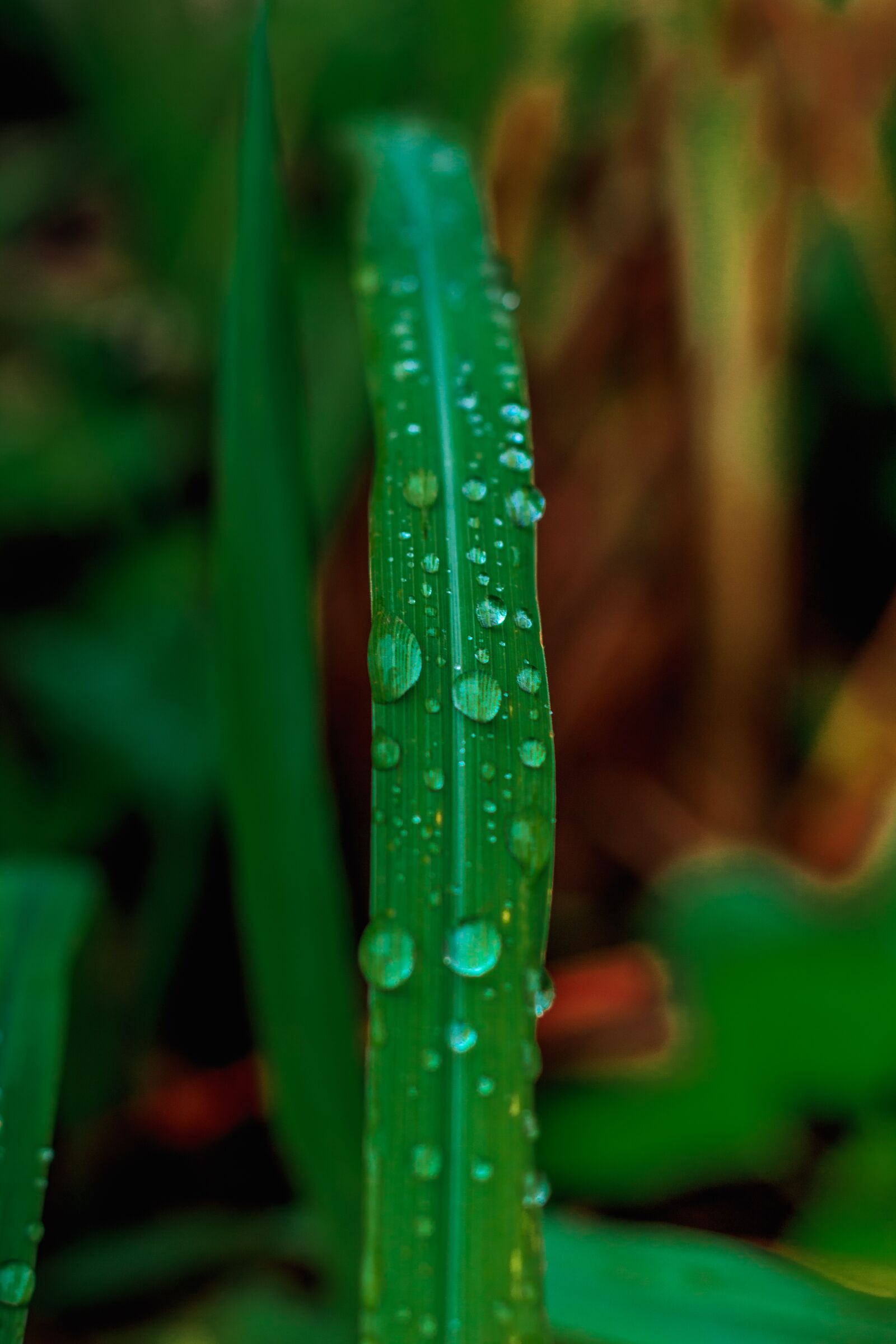 Canon EOS 700D (EOS Rebel T5i / EOS Kiss X7i) + Canon EF 50mm F1.8 STM sample photo. Blade, drops of water photography