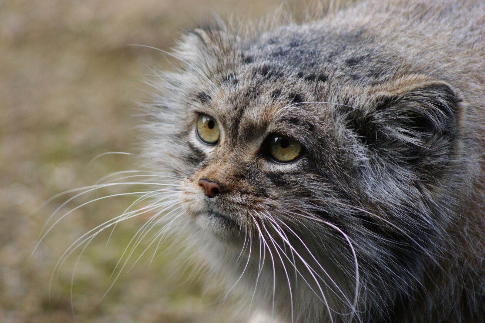 Sony Alpha DSLR-A290 sample photo. Pallas cat, mongolia, eyes photography