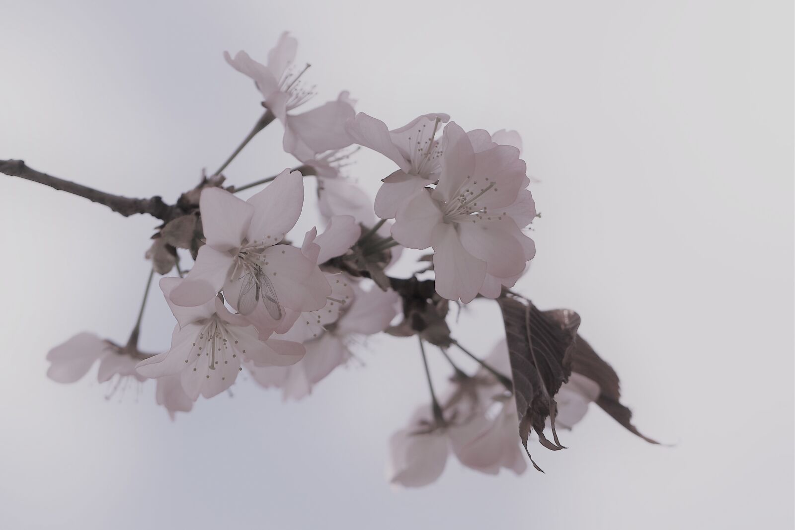 Canon EOS 77D (EOS 9000D / EOS 770D) sample photo. Flower, pastel, pink photography