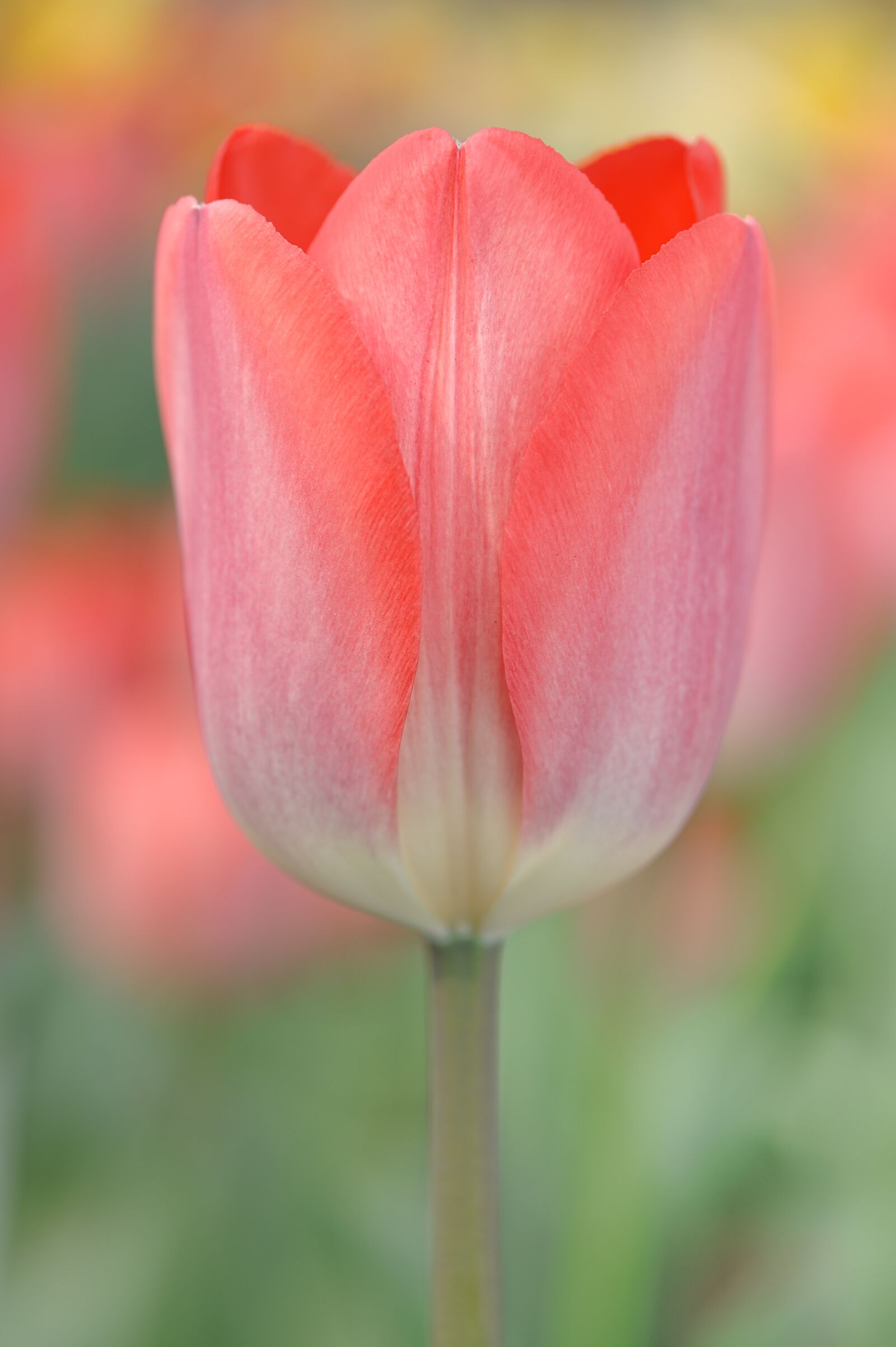Nikon D700 sample photo. Tulip, plant, flower photography