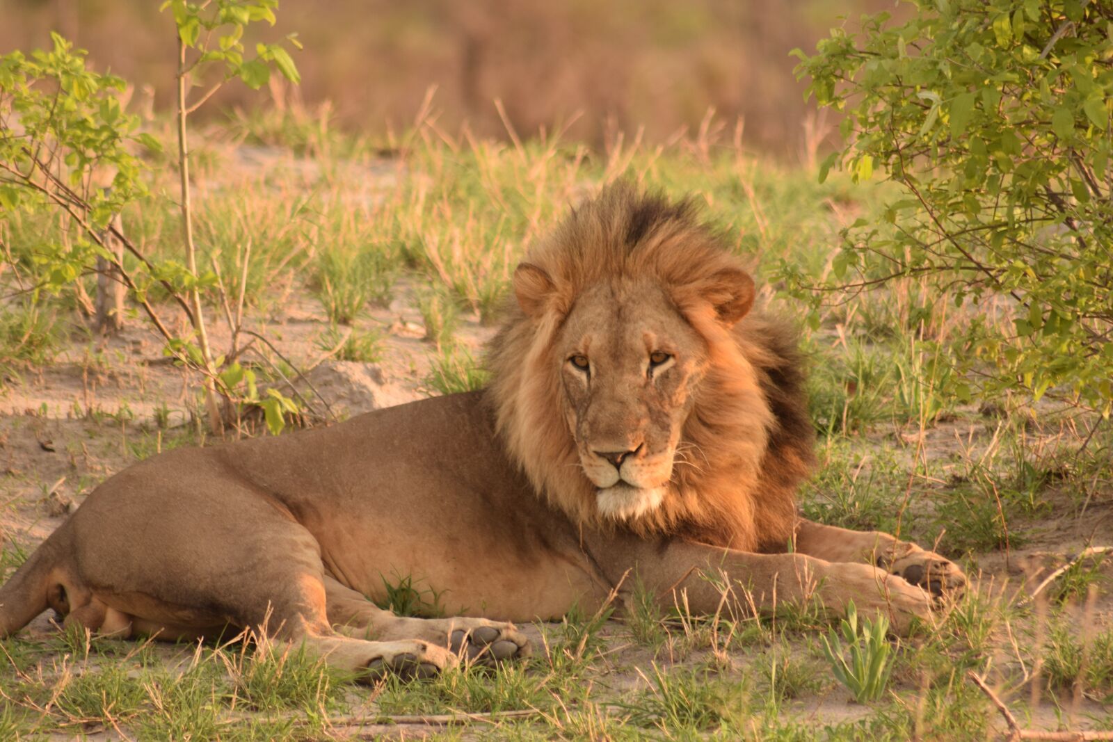 Nikon D5300 sample photo. Lion, botswana, africa photography