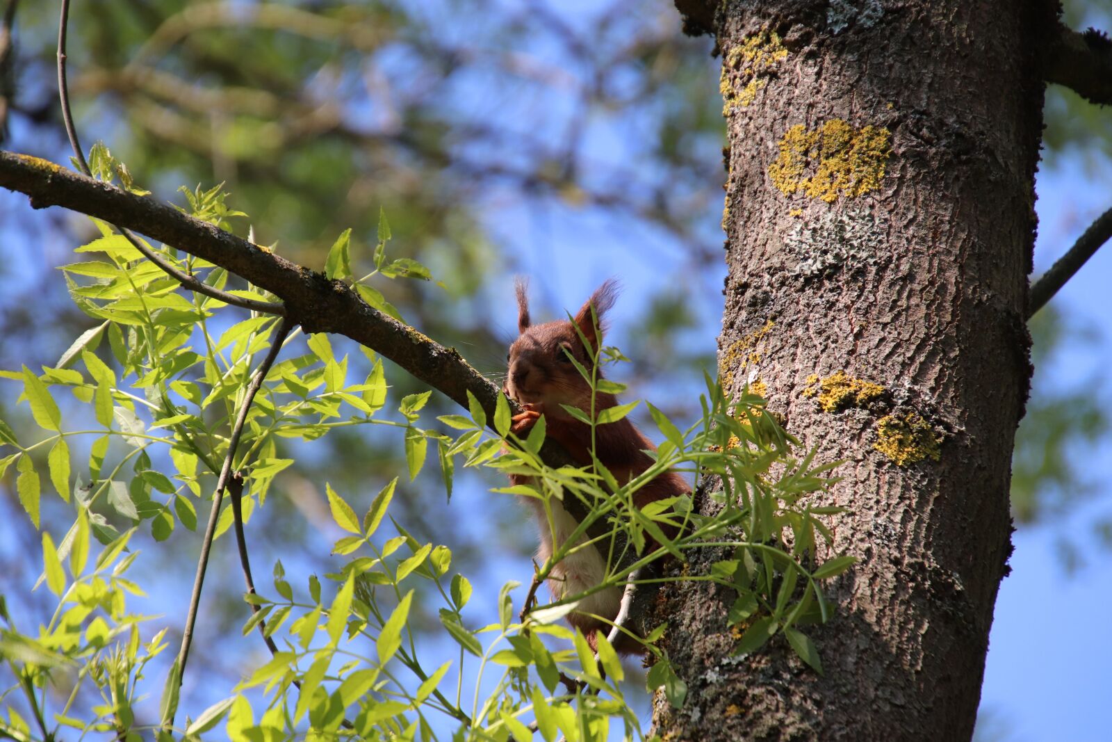 Canon EOS 800D (EOS Rebel T7i / EOS Kiss X9i) sample photo. Squirrel, animals, nature photography