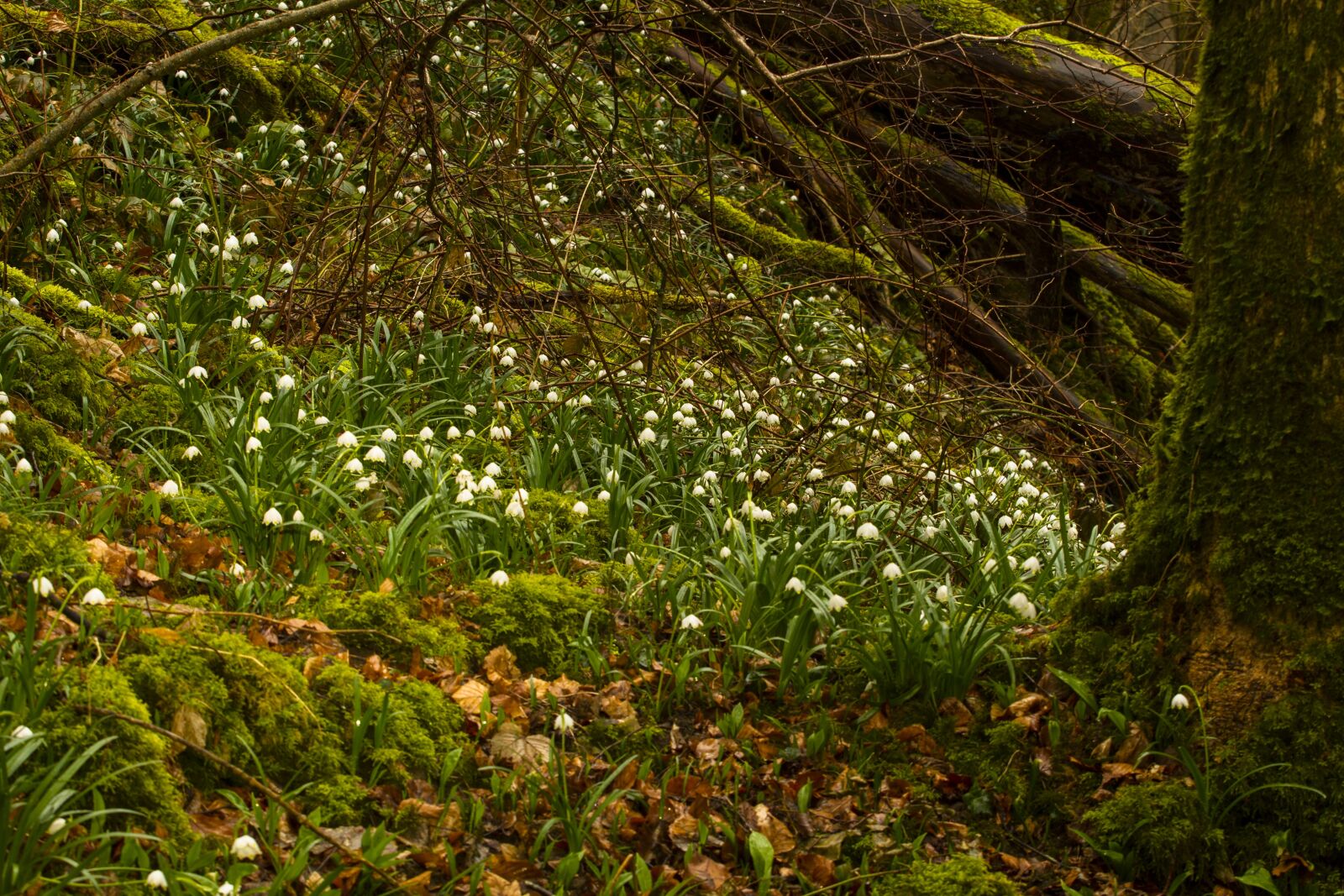 Canon EOS 7D + Canon EF 70-200mm F4L USM sample photo. Snowflake, snowdrop, spring flower photography