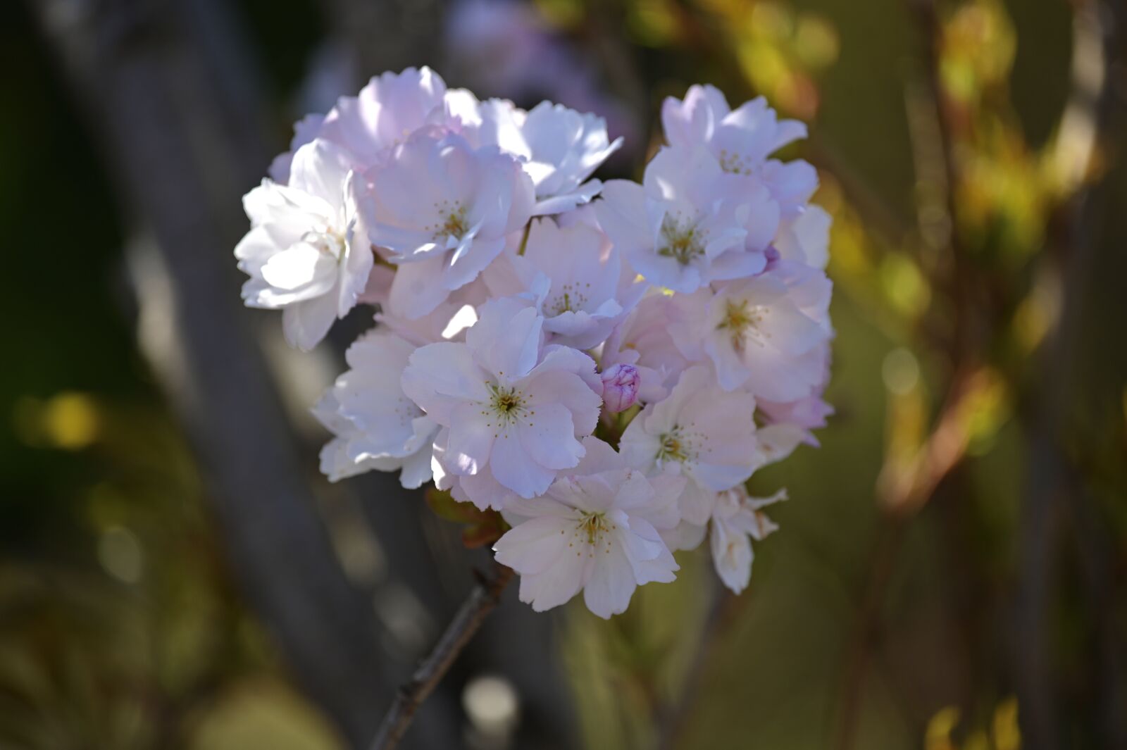 Nikon Z6 sample photo. Cherry blossoms, ornamental cherry photography