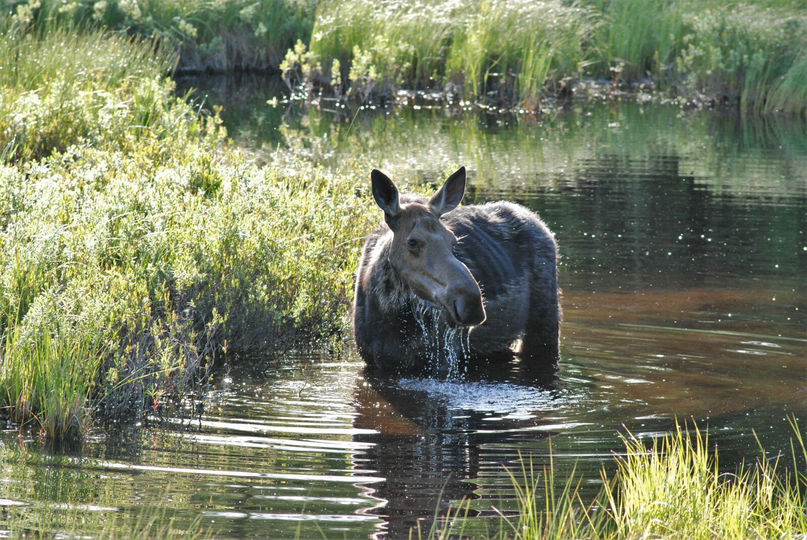 Nikon D80 sample photo. Moose, wet, eating photography