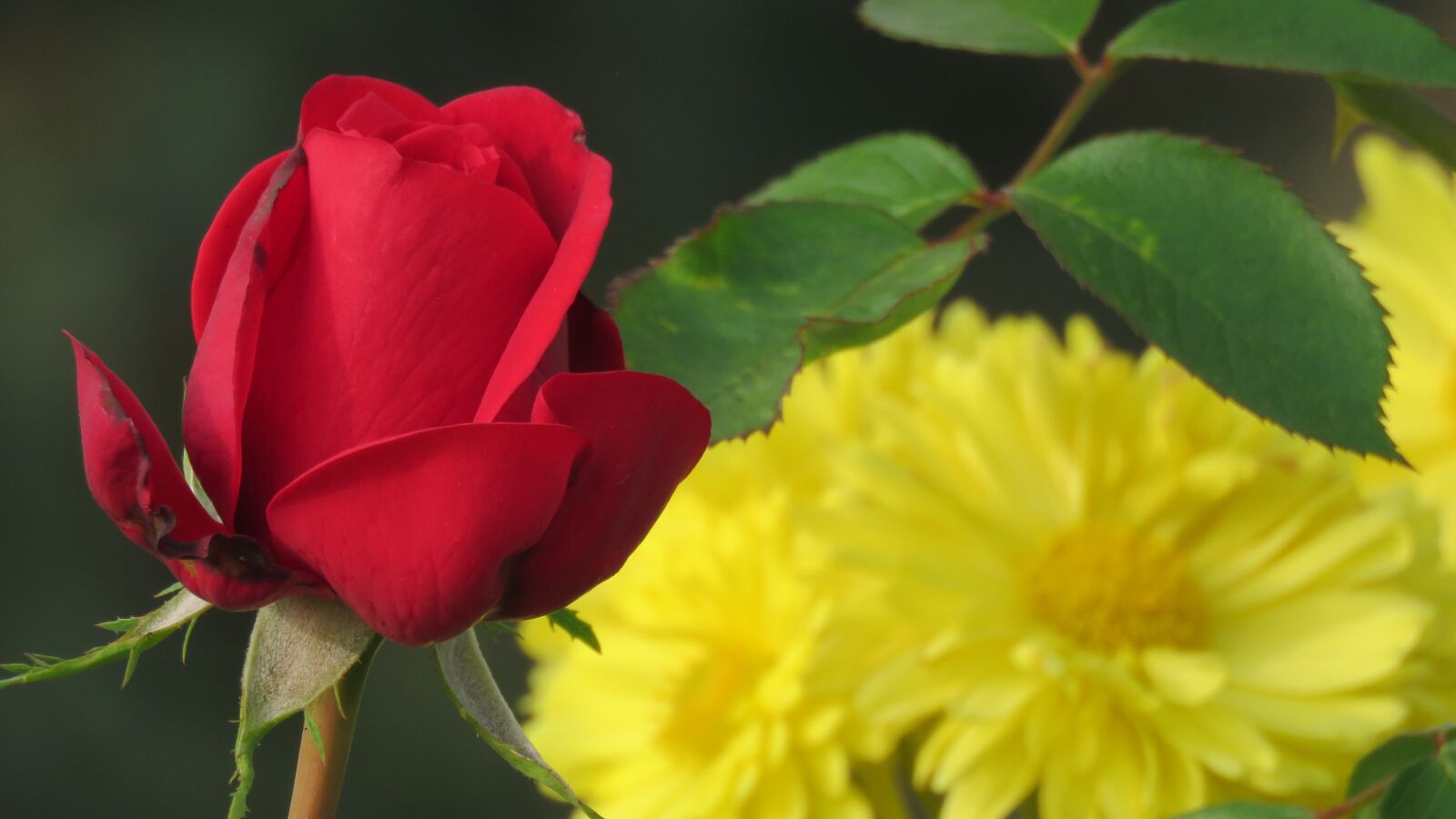 Canon PowerShot SX60 HS sample photo. Rose, red, flower photography