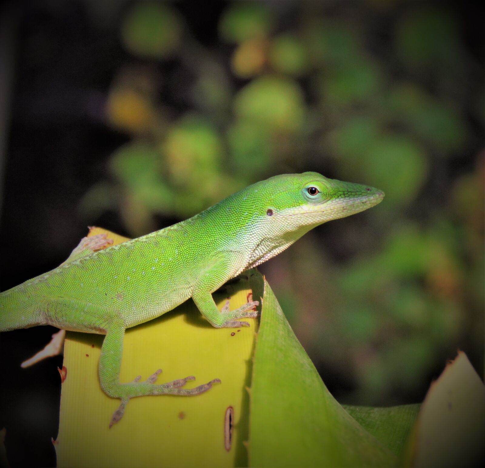 Canon PowerShot SX60 HS sample photo. Reptile, lizard, wildlife photography