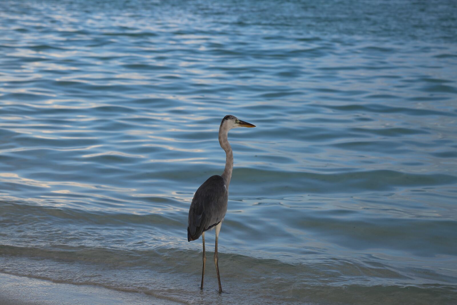 Canon EF 24-105mm F4L IS USM sample photo. Seabirds, sea island, beach photography
