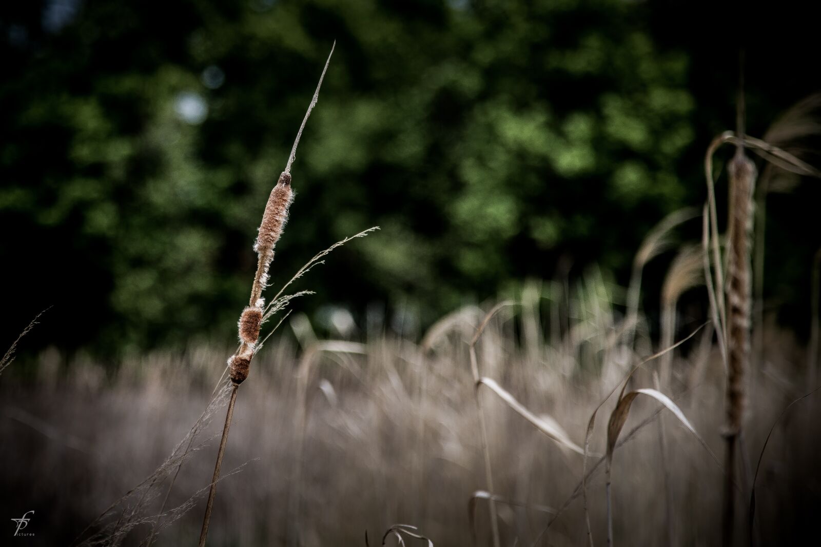 Canon EF 24-105mm F4L IS USM sample photo. Nature, lake, photography photography