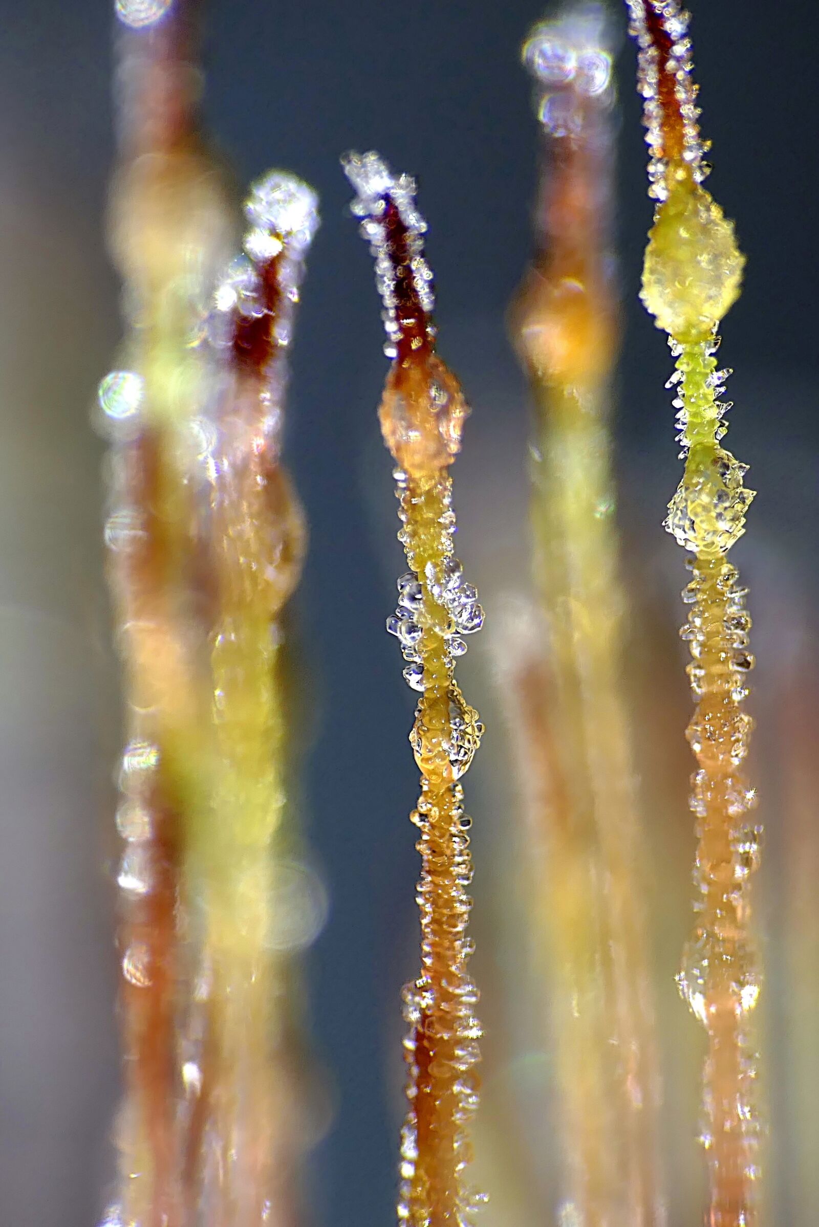 Panasonic Lumix DMC-FZ1000 sample photo. Hoarfrost, eiskristalle, close up photography