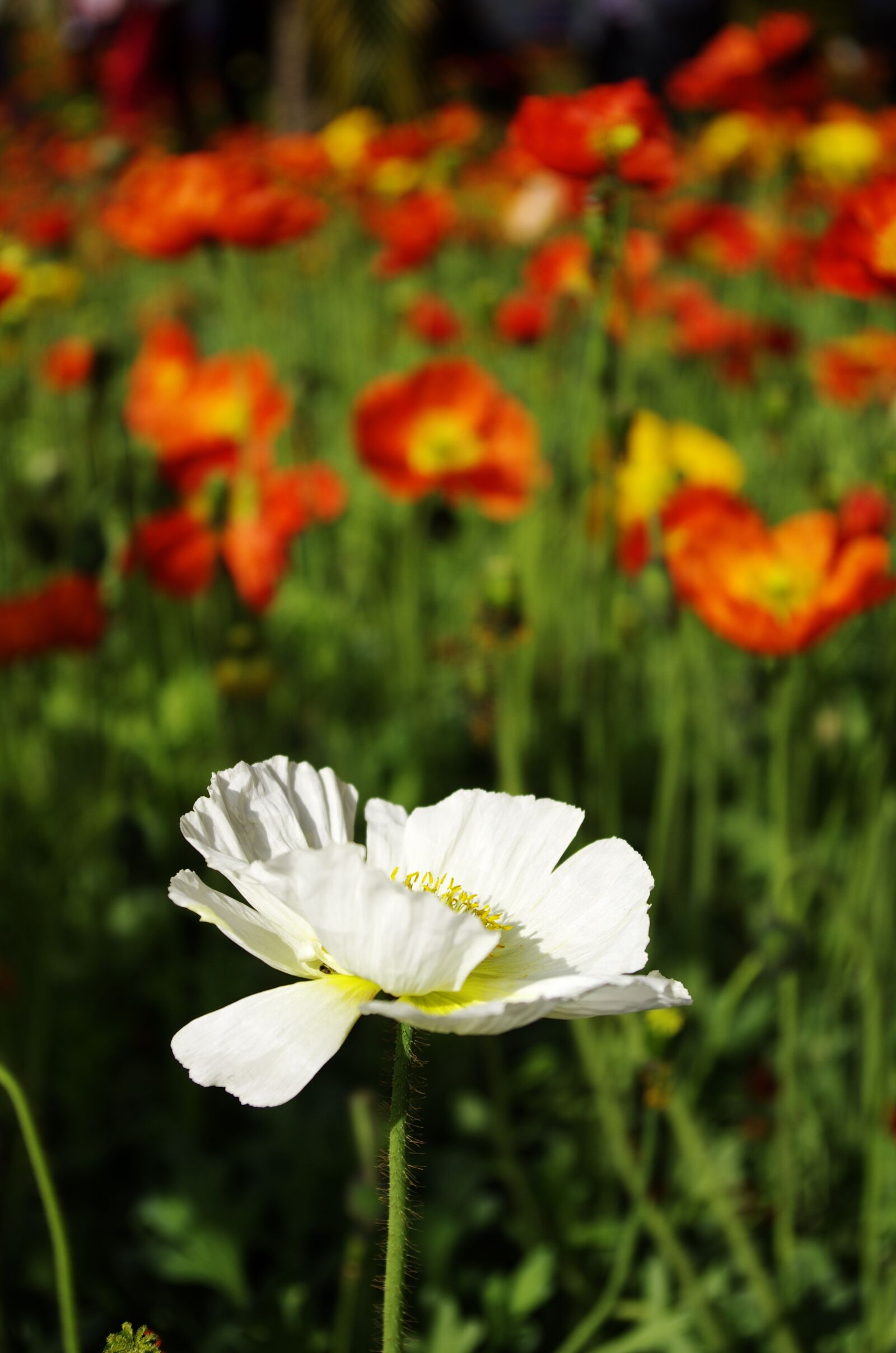 Pentax K-5 II sample photo. Flowers, material, nature photography