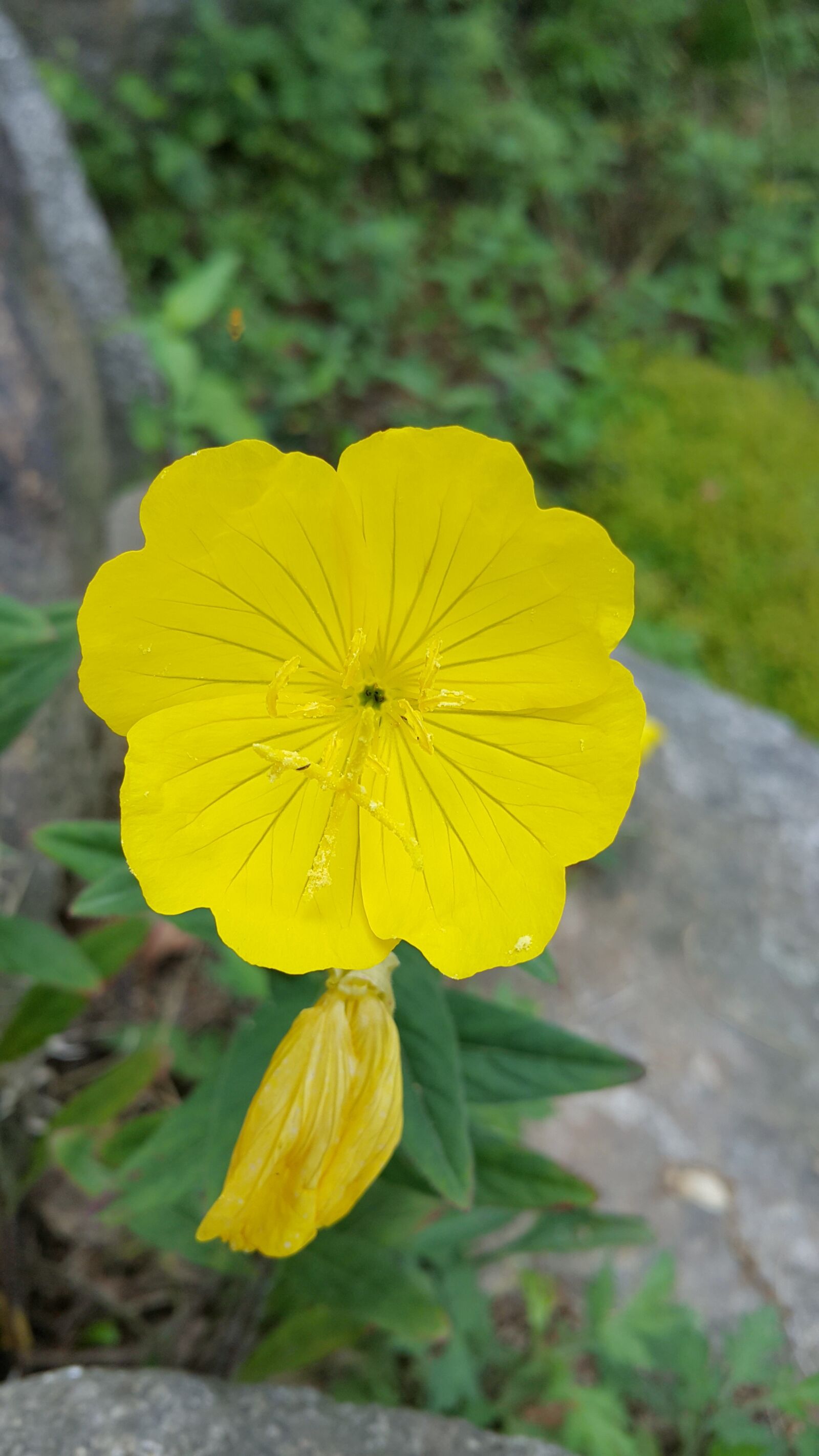 Samsung Galaxy Note4 sample photo. Flowers, potentilla fragarioides, yellow photography