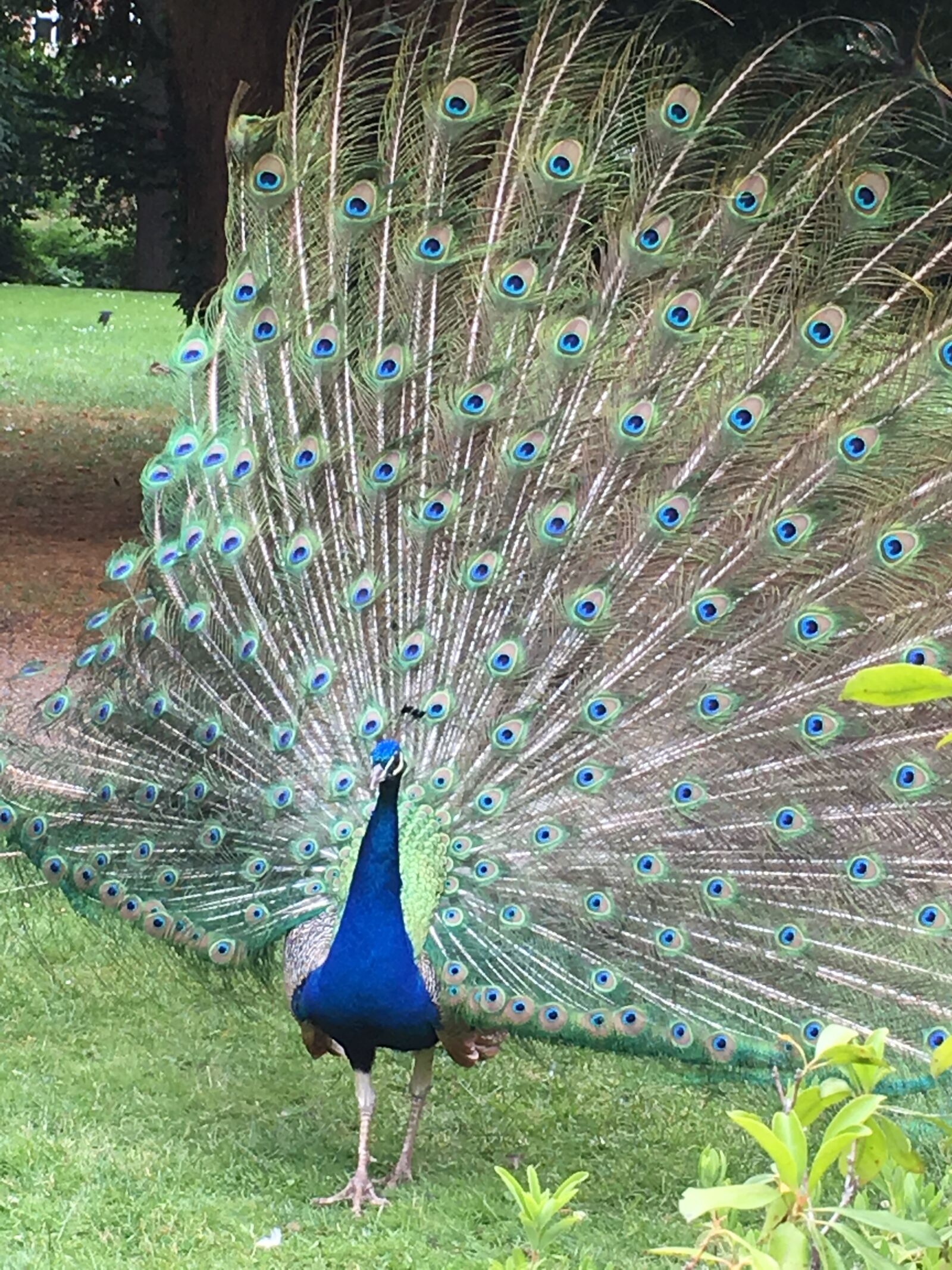 Apple iPhone 6s sample photo. Bird, feather, blue photography