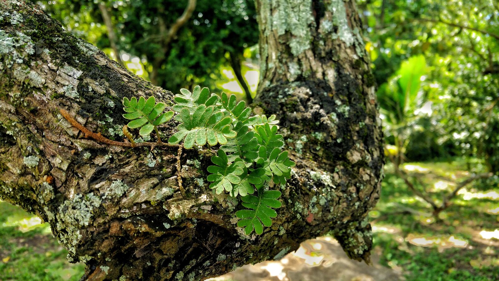 Samsung Galaxy Note4 sample photo. Leafs, branch, bark photography