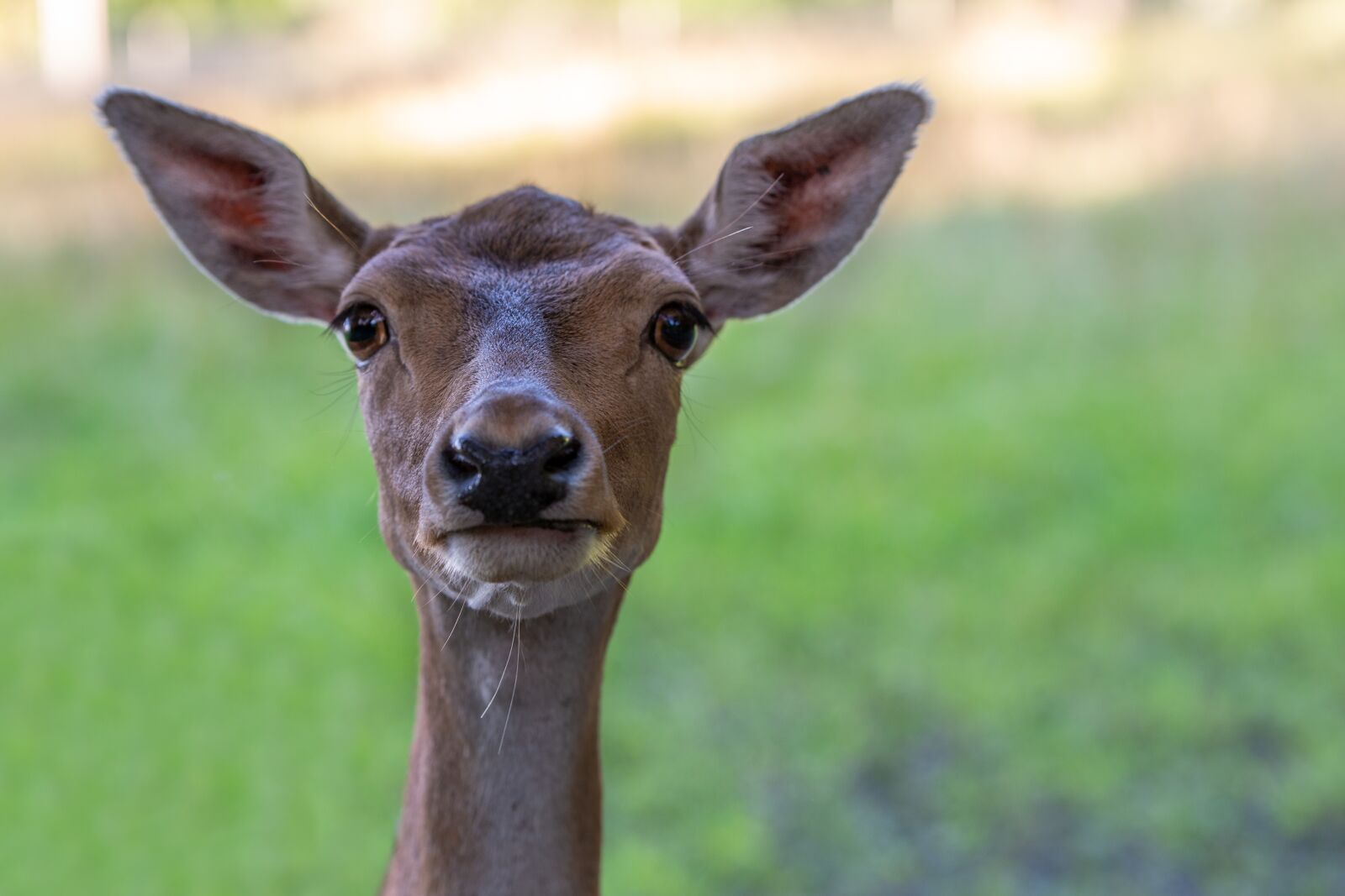 Nikon D800 sample photo. Deer calves, young deer photography