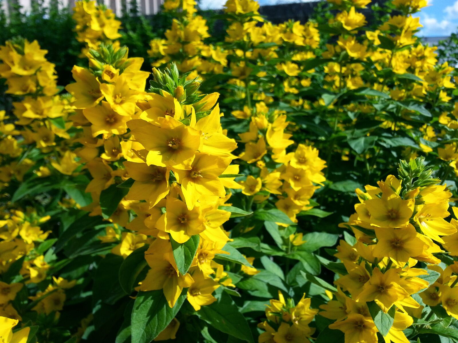Samsung Galaxy S3 sample photo. Flowers, yellow, spring photography