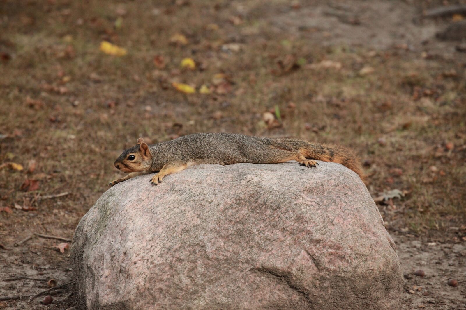 Canon EOS 5D Mark II sample photo. Squirrel, rock, nature photography
