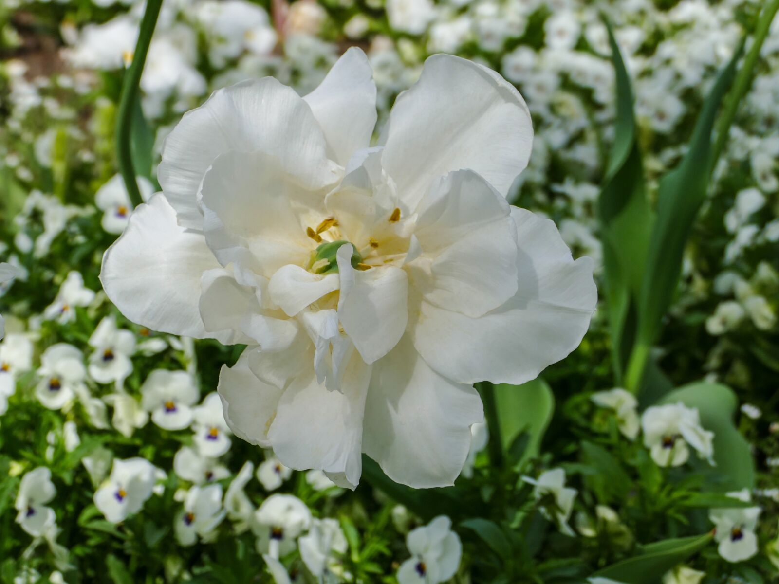 Panasonic Lumix DMC-FZ1000 sample photo. White tumor, pansy white photography