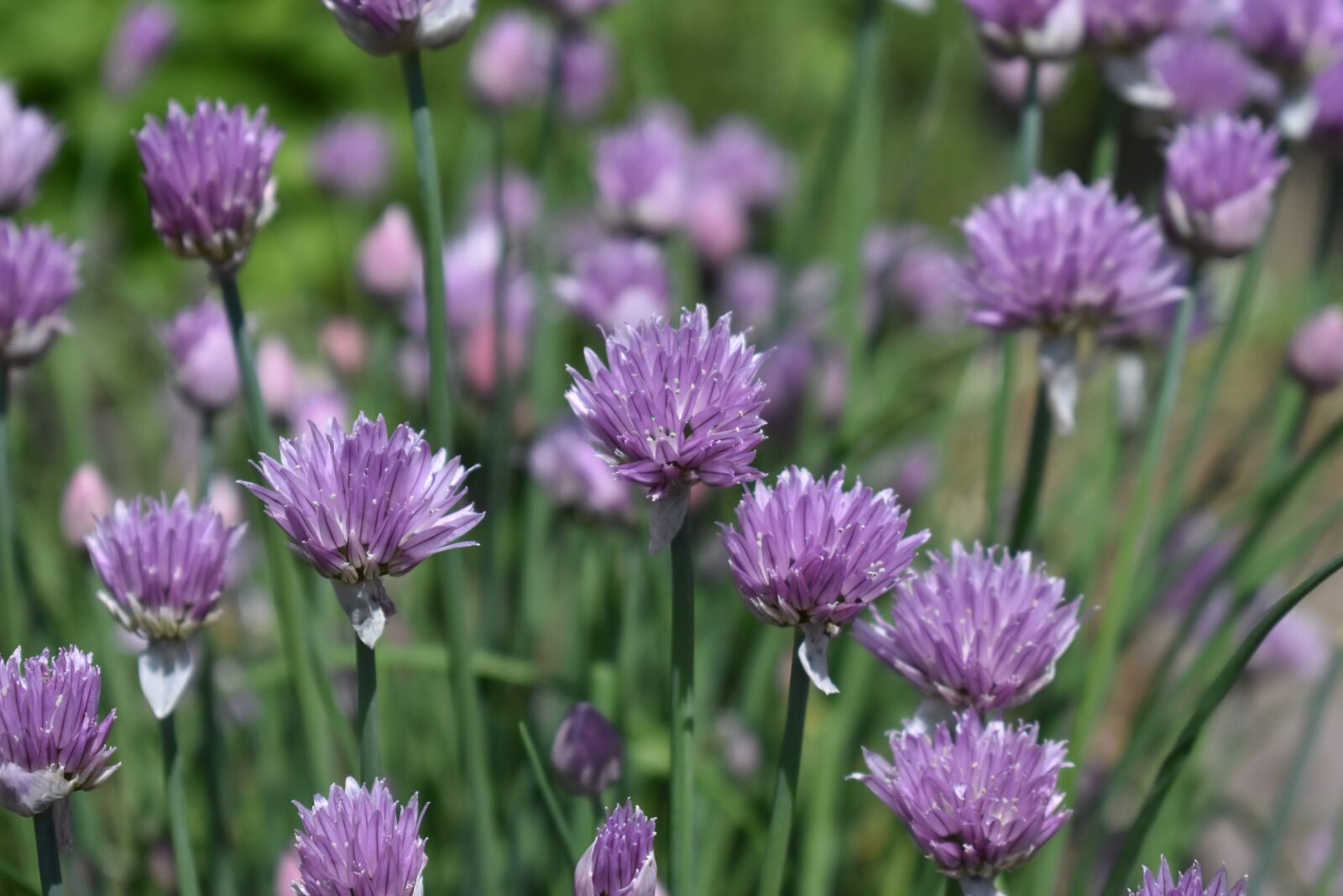 Nikon D3400 sample photo. Chives, flower, herbs photography