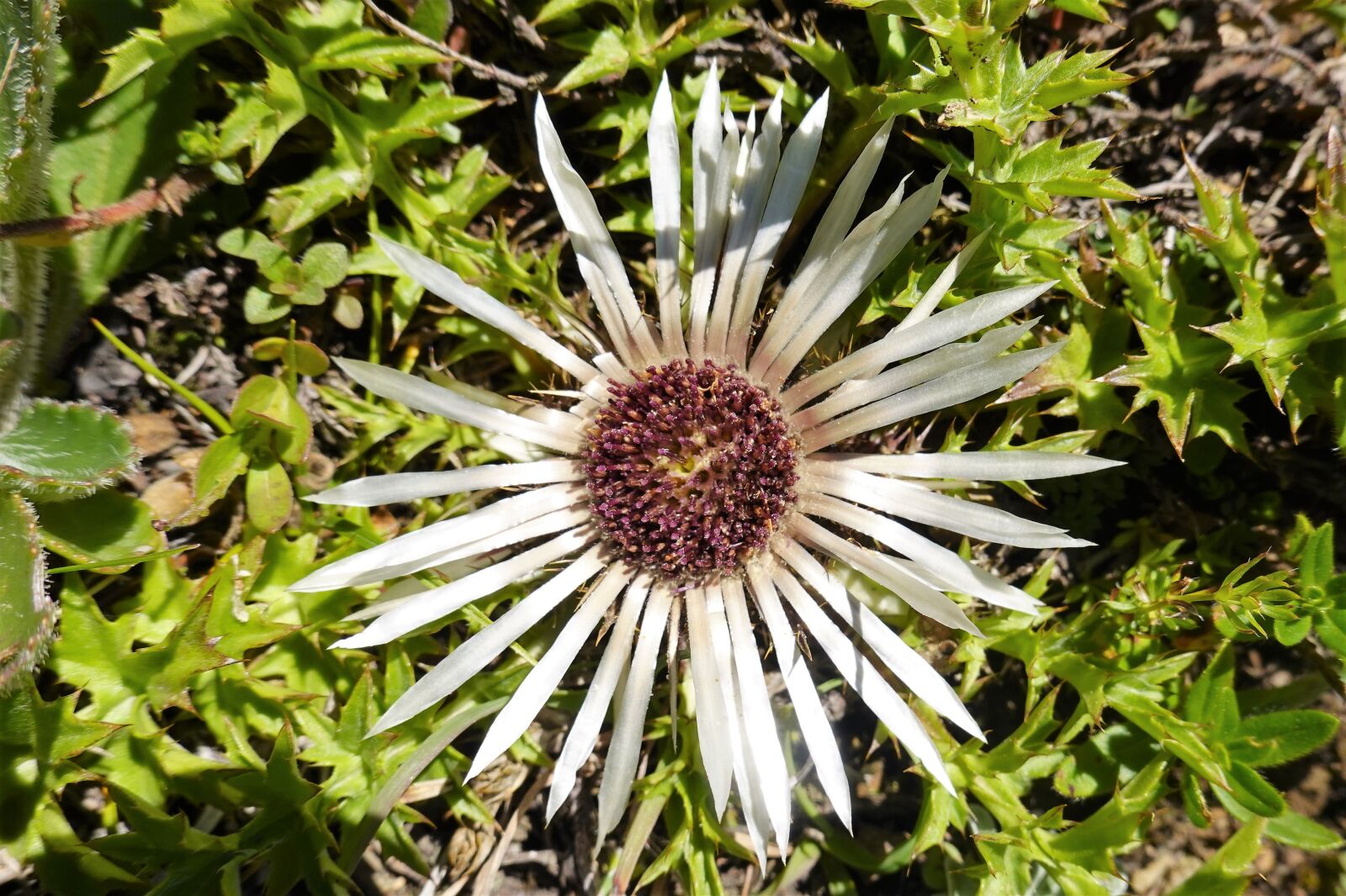 Sony DSC-RX100M7 sample photo. Flower, nature, summer photography