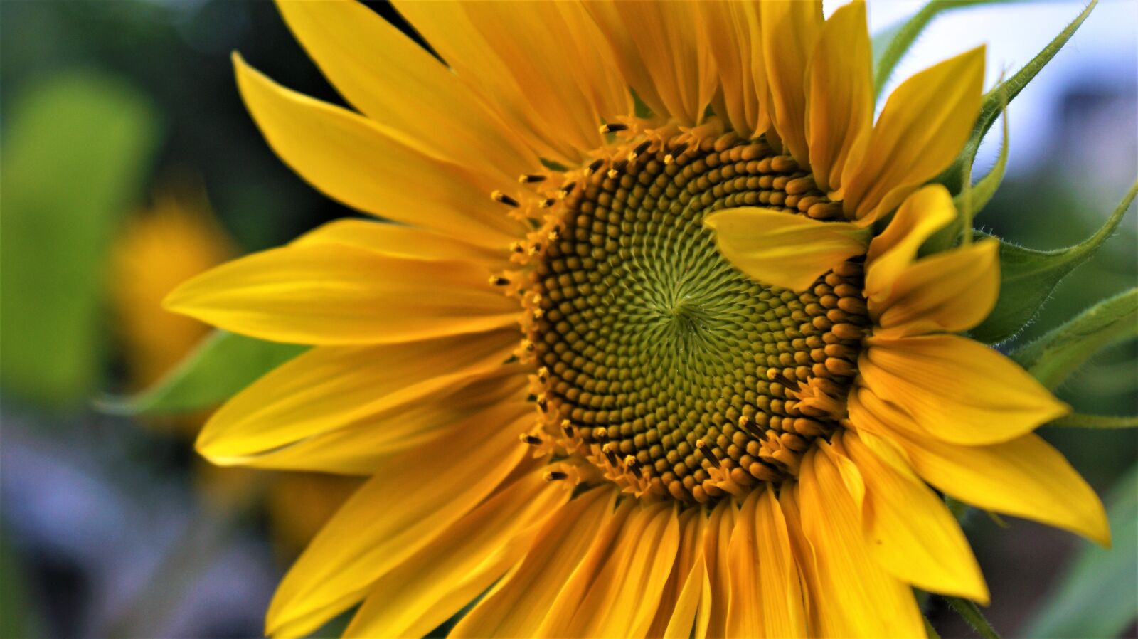 Sony Alpha DSLR-A350 sample photo. Sunflower, star, open photography