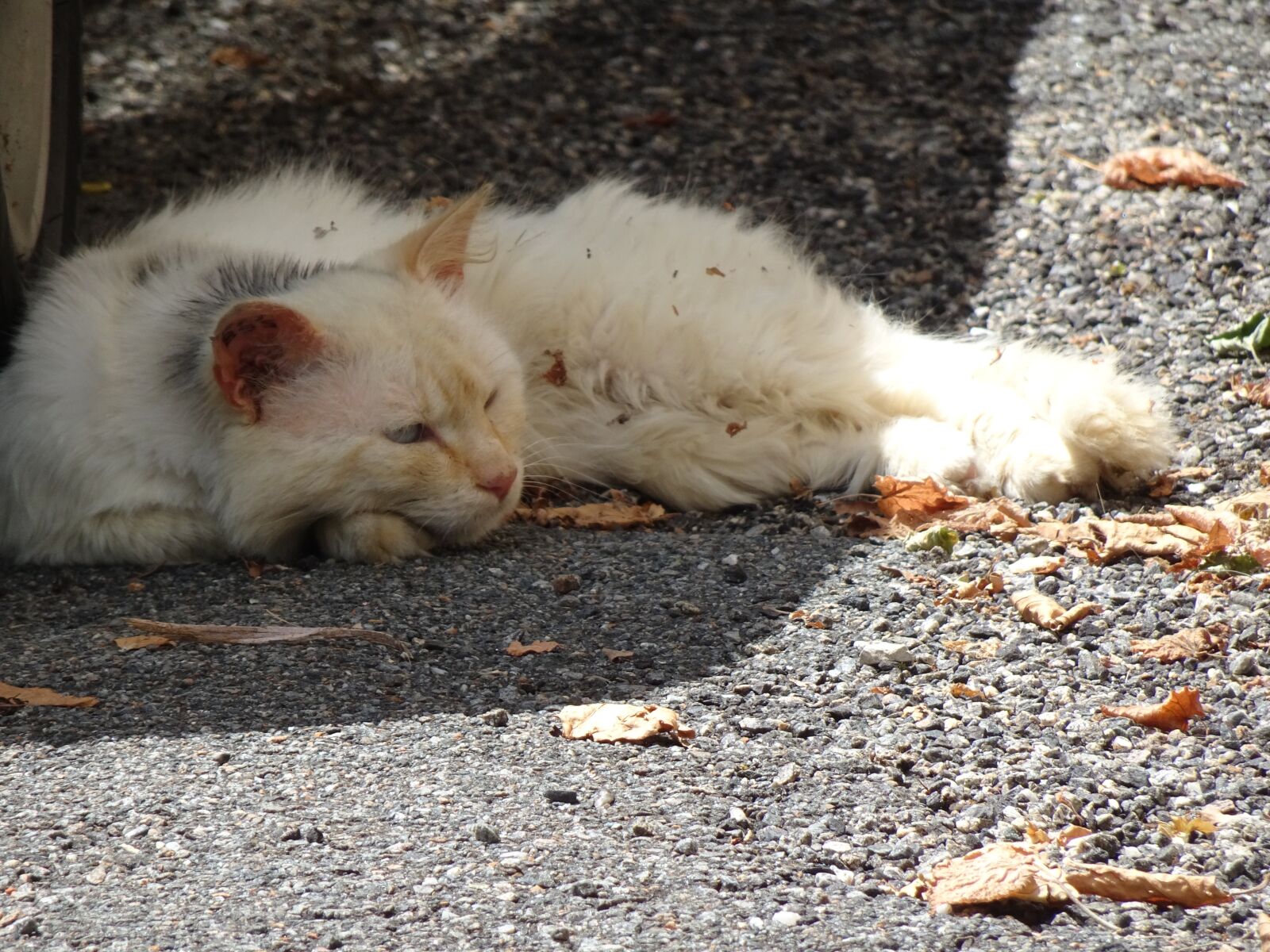 Sony Cyber-shot DSC-HX90V sample photo. Cat, sprawled, tired photography