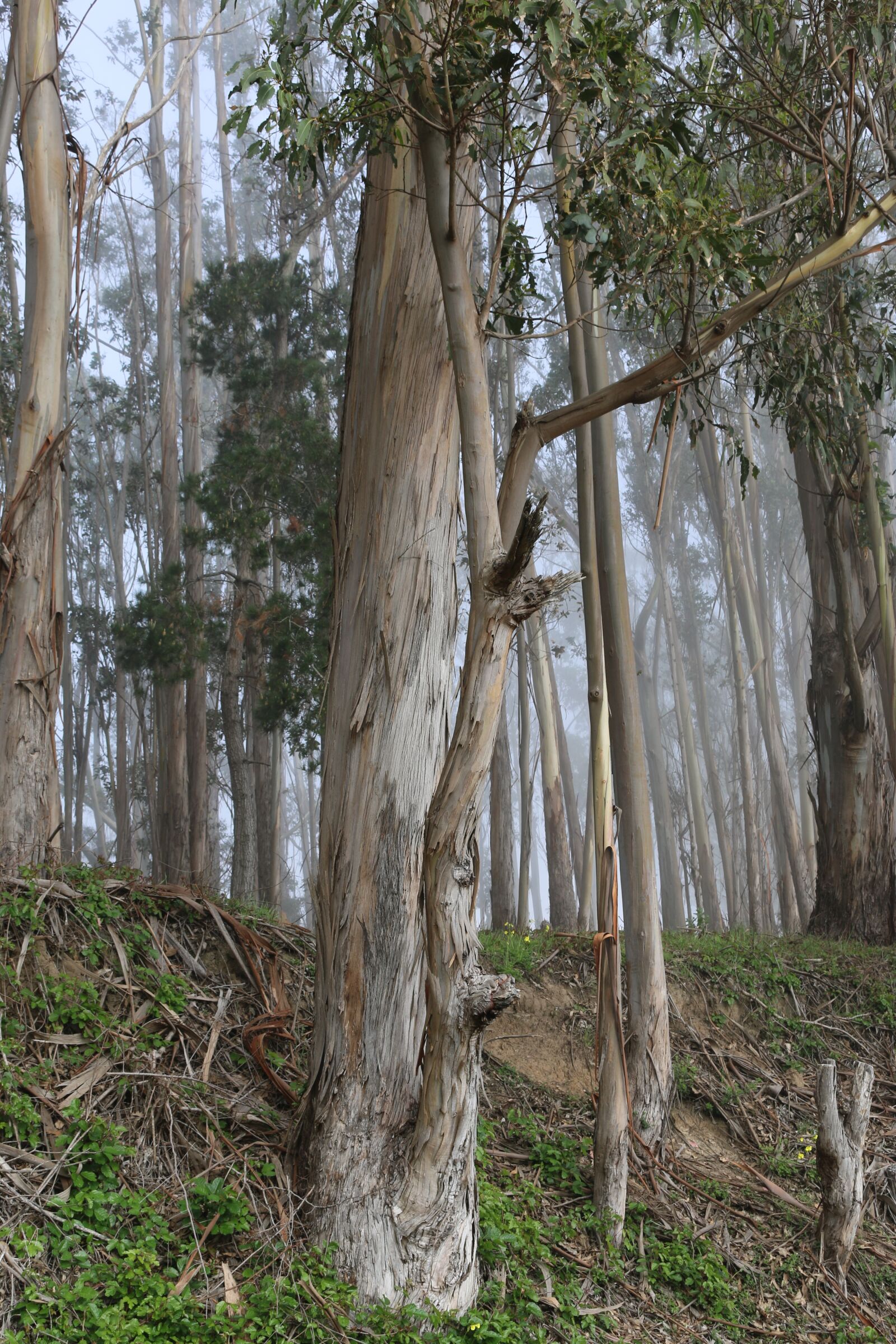 Canon EOS 70D sample photo. Tree, nature, wood photography