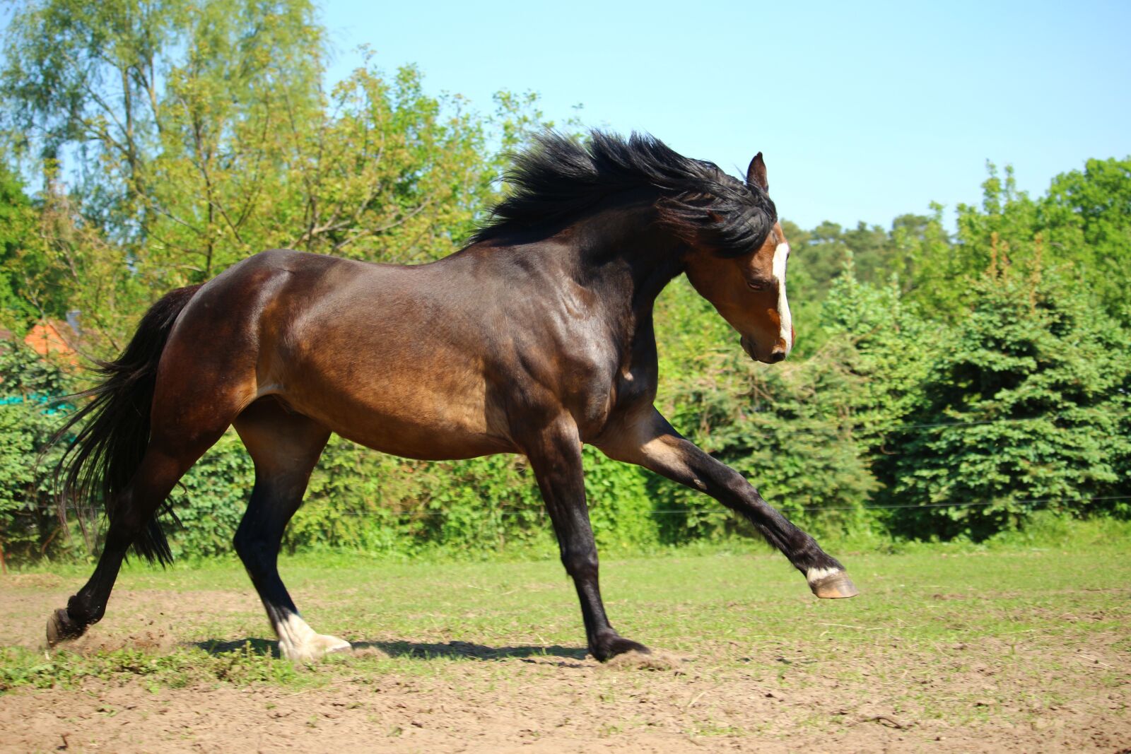 Canon EOS 100D (EOS Rebel SL1 / EOS Kiss X7) sample photo. Horse, gallop, brown photography