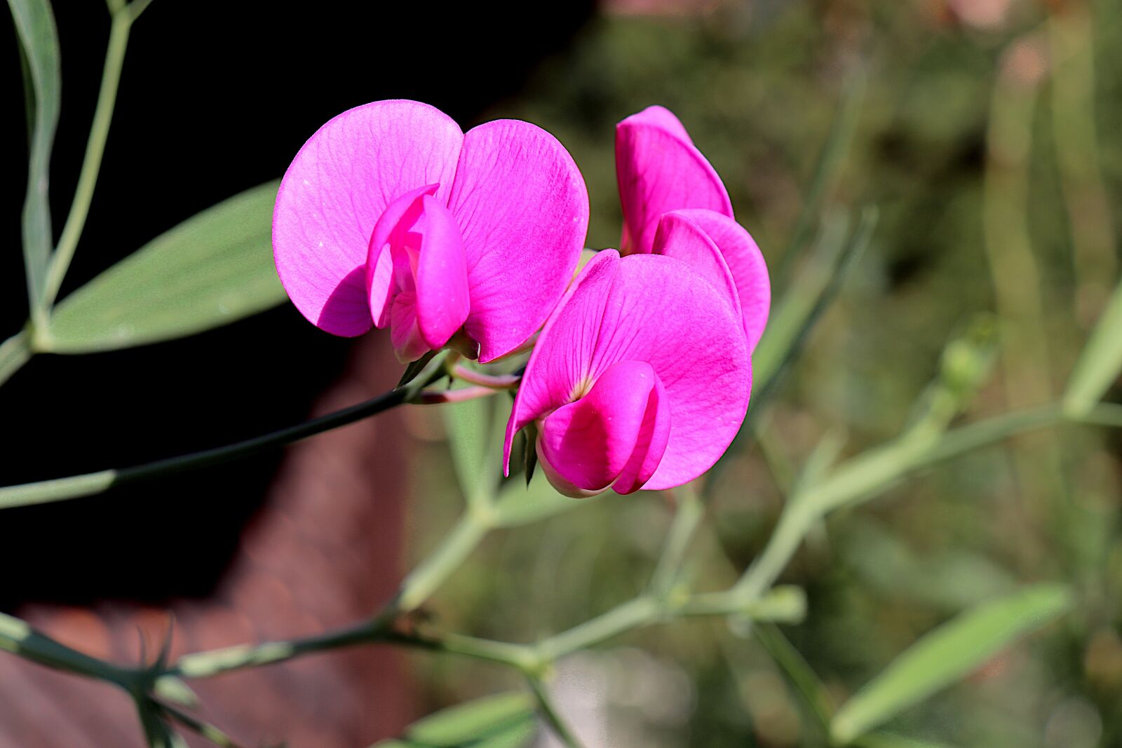 Canon EOS 800D (EOS Rebel T7i / EOS Kiss X9i) sample photo. Sweet peas, flowers, plants photography