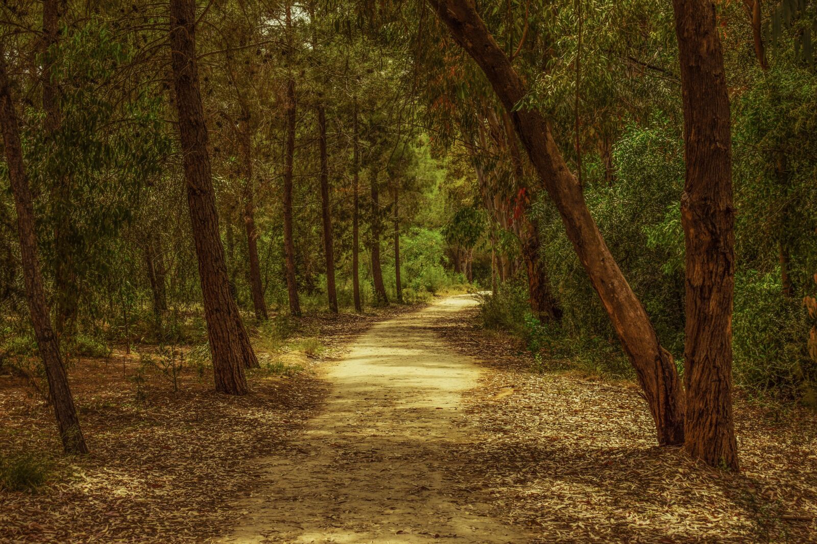 Nikon D3300 sample photo. Forest, park, trees photography