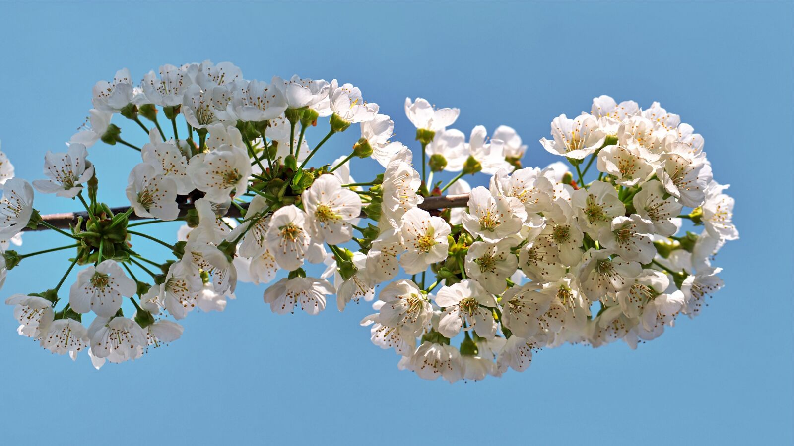 Nikon D5300 sample photo. Flowers, petals, whites photography