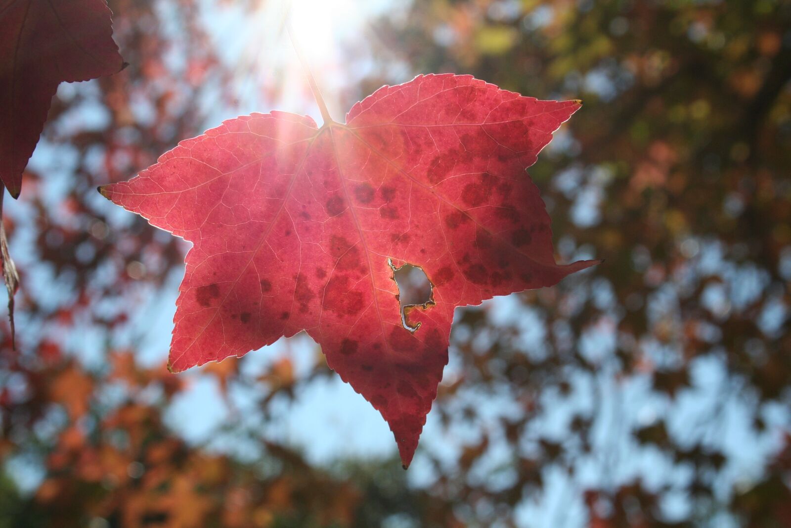 Canon EOS 350D (EOS Digital Rebel XT / EOS Kiss Digital N) sample photo. Nature, autumn, leaf photography