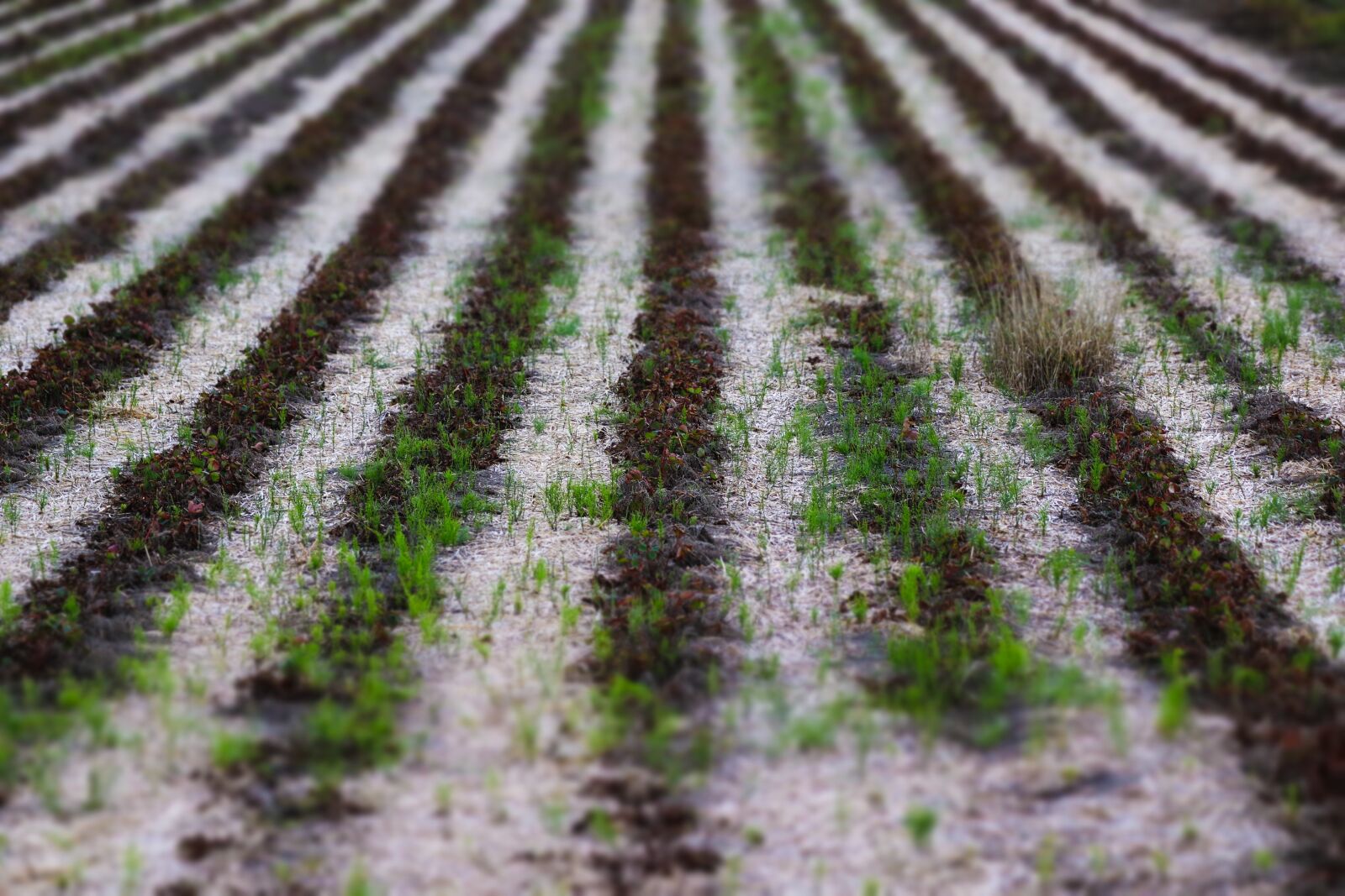 Canon EOS 80D sample photo. Agriculture, arable, crops photography
