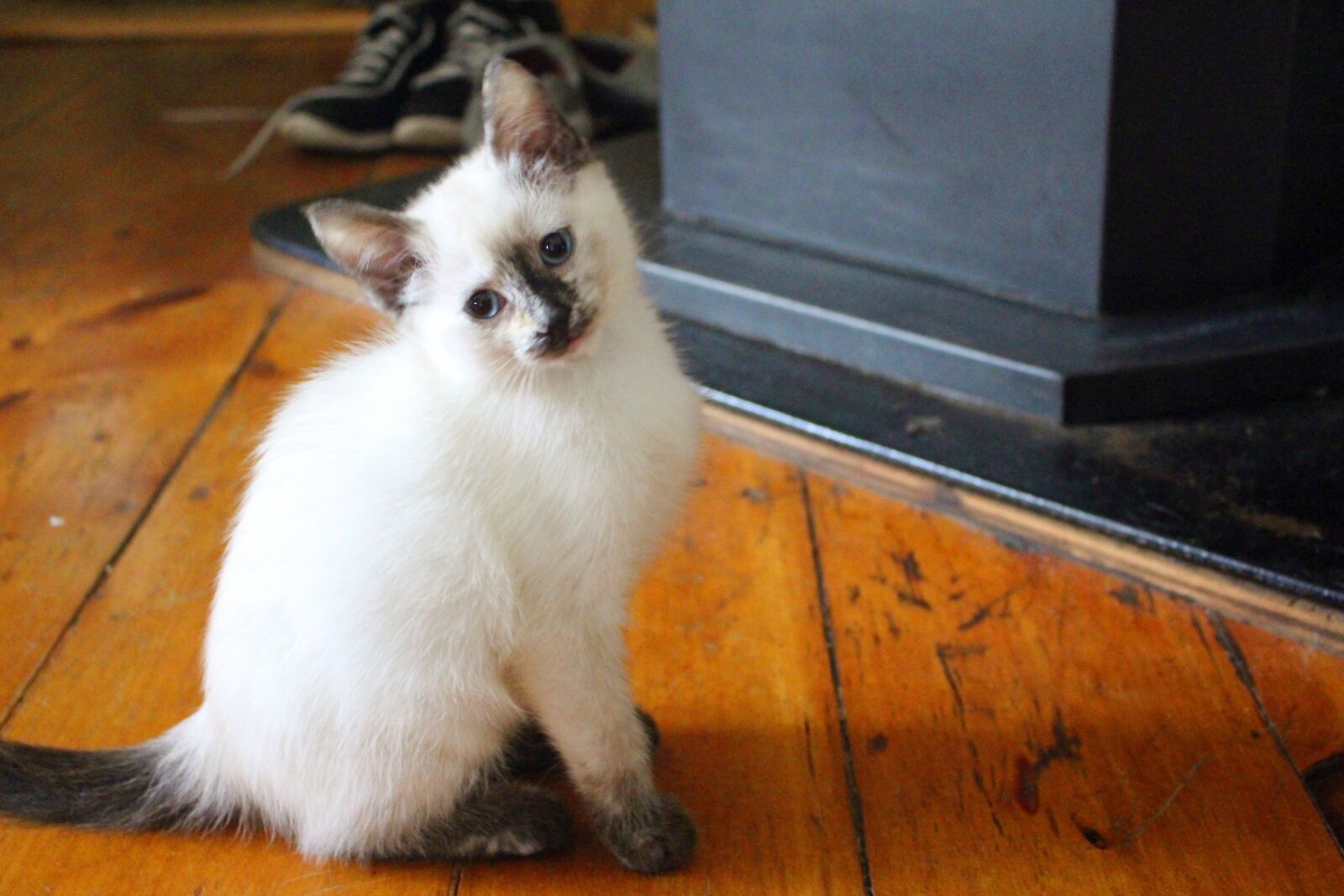 Canon EOS 700D (EOS Rebel T5i / EOS Kiss X7i) sample photo. Cat, kitten, pets photography