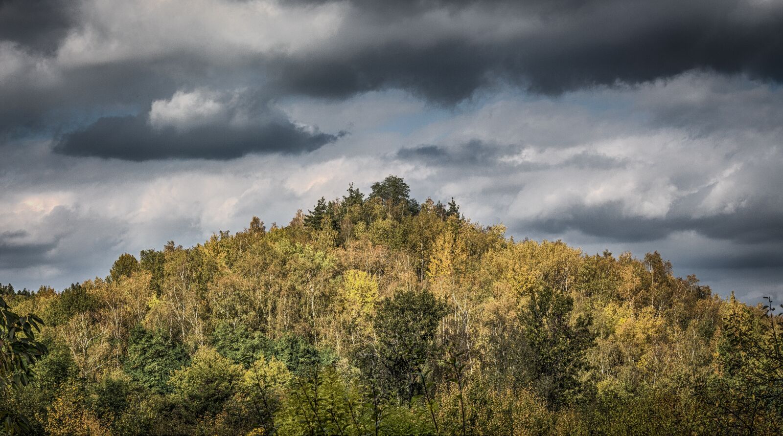 Canon EOS 700D (EOS Rebel T5i / EOS Kiss X7i) sample photo. Forest, heaven, trees photography