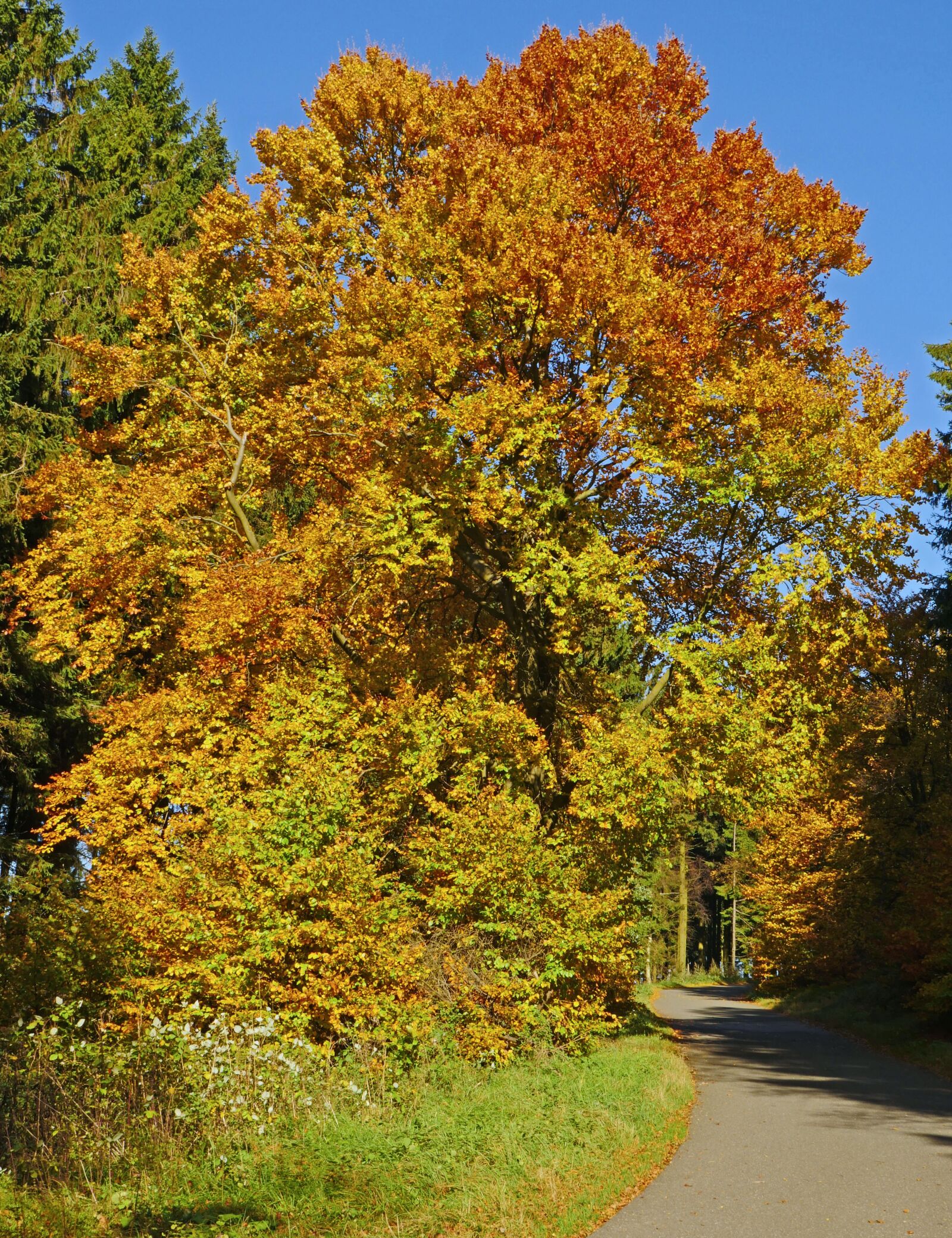 Panasonic Lumix DMC-GX8 sample photo. Autumn beech, mixed forest photography