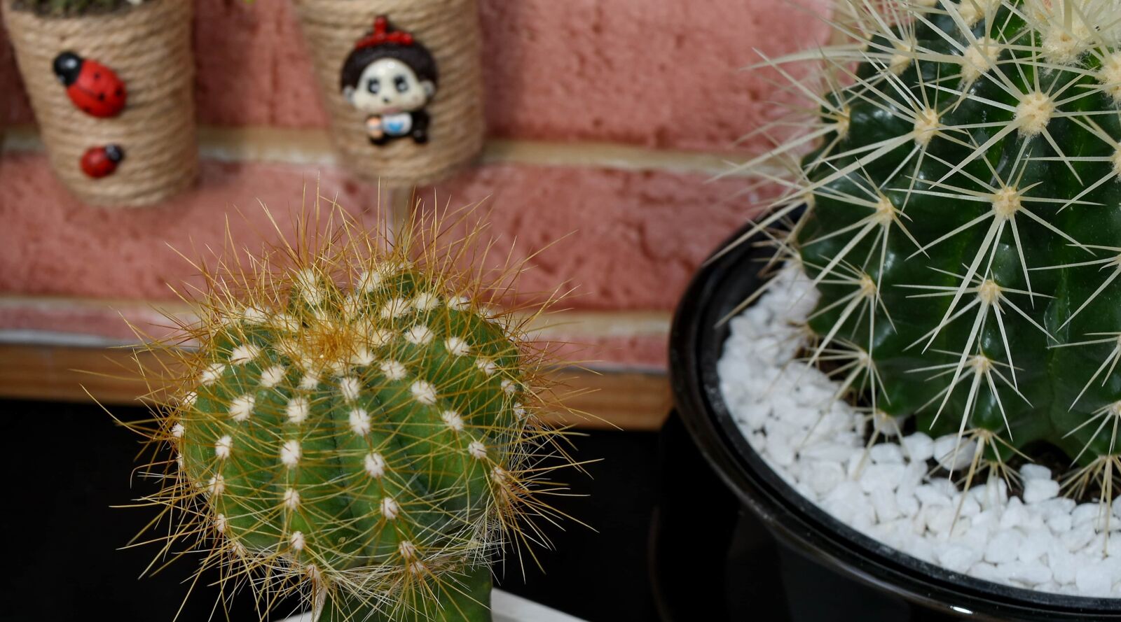 Nikon D5500 sample photo. Cactus, miniature, minimalism, back photography